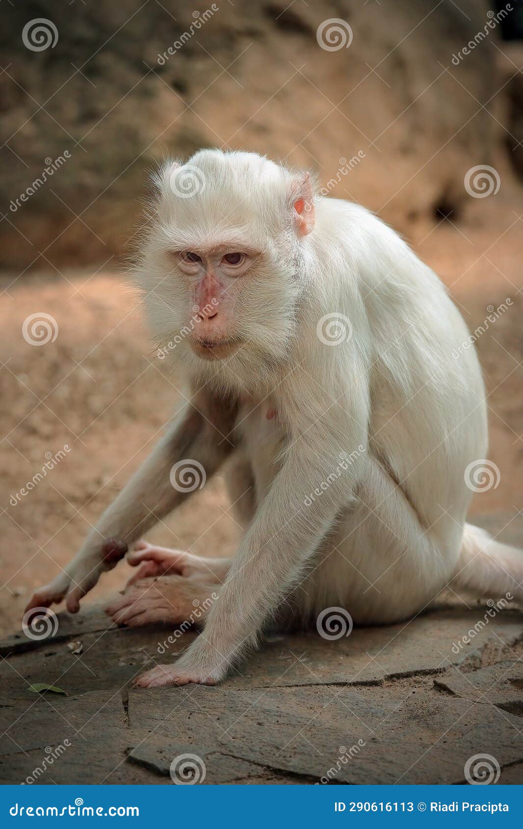 Macaco branco albino imagem de stock. Imagem de domesticado - 290616113