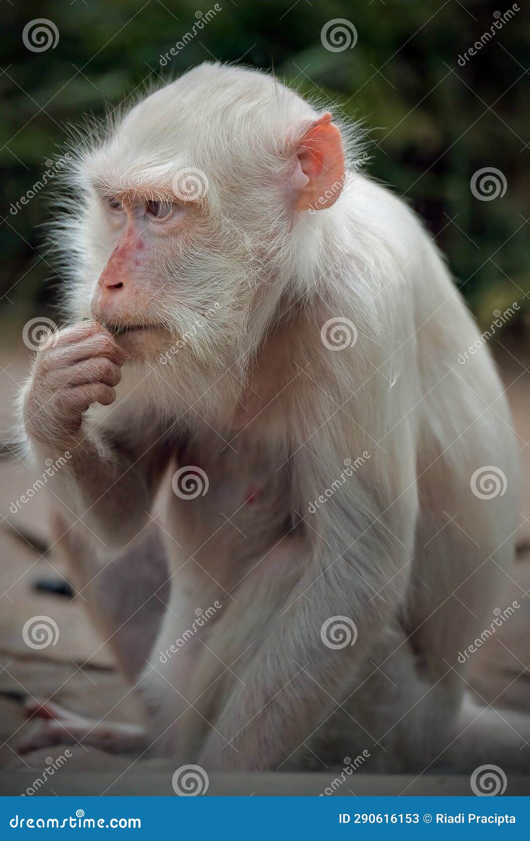 Macaco branco albino imagem de stock. Imagem de marrom - 290616153