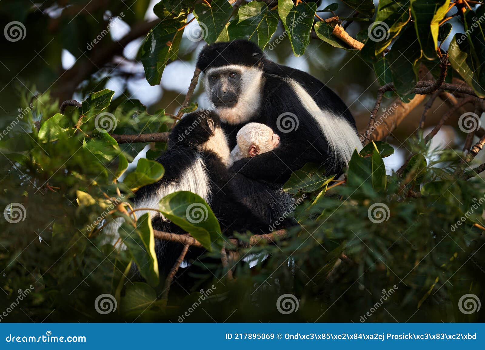 Macaco Branco