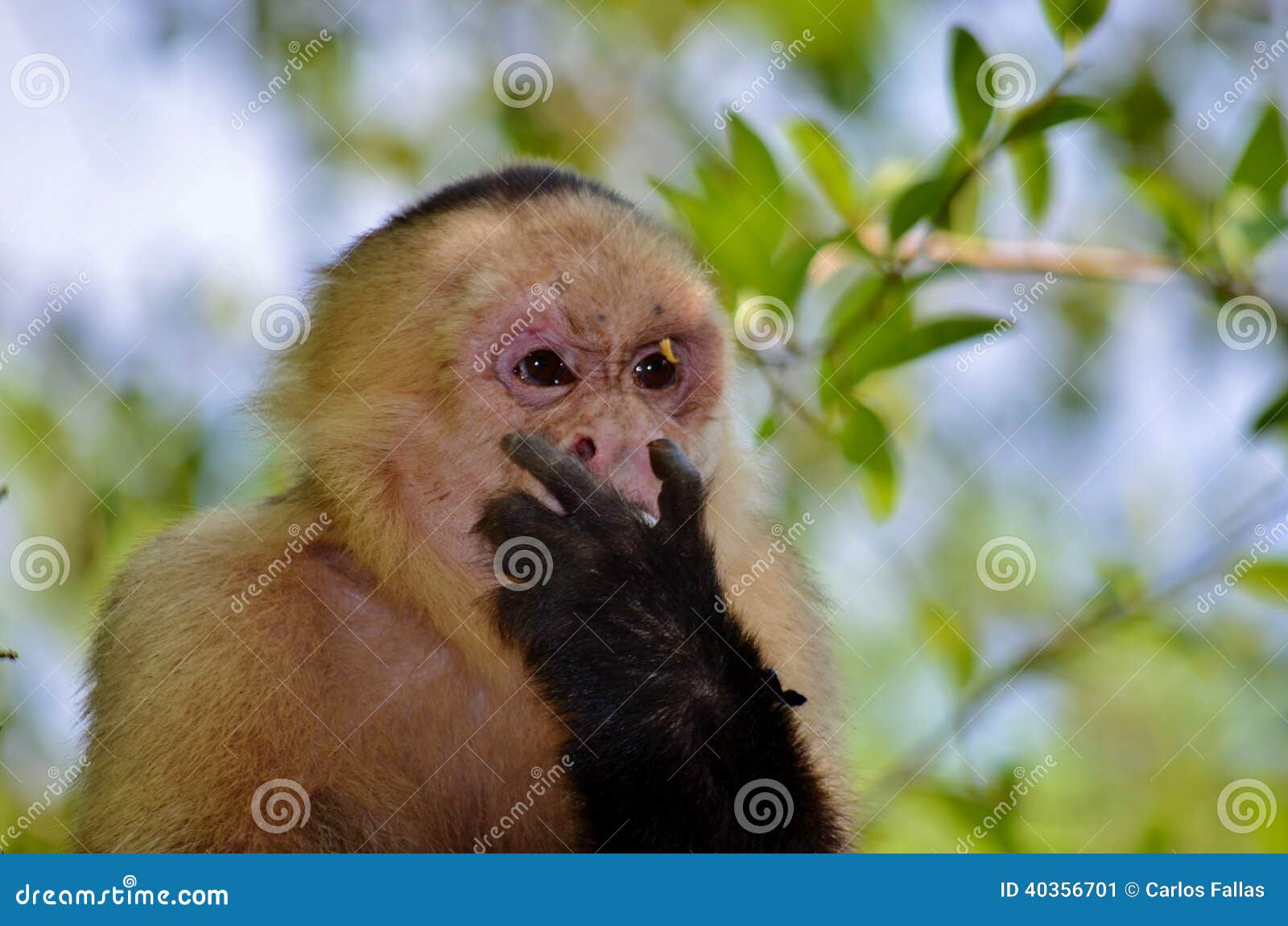 19,594 Fotos de Stock de Macaco Branco Da Cara - Fotos de Stock