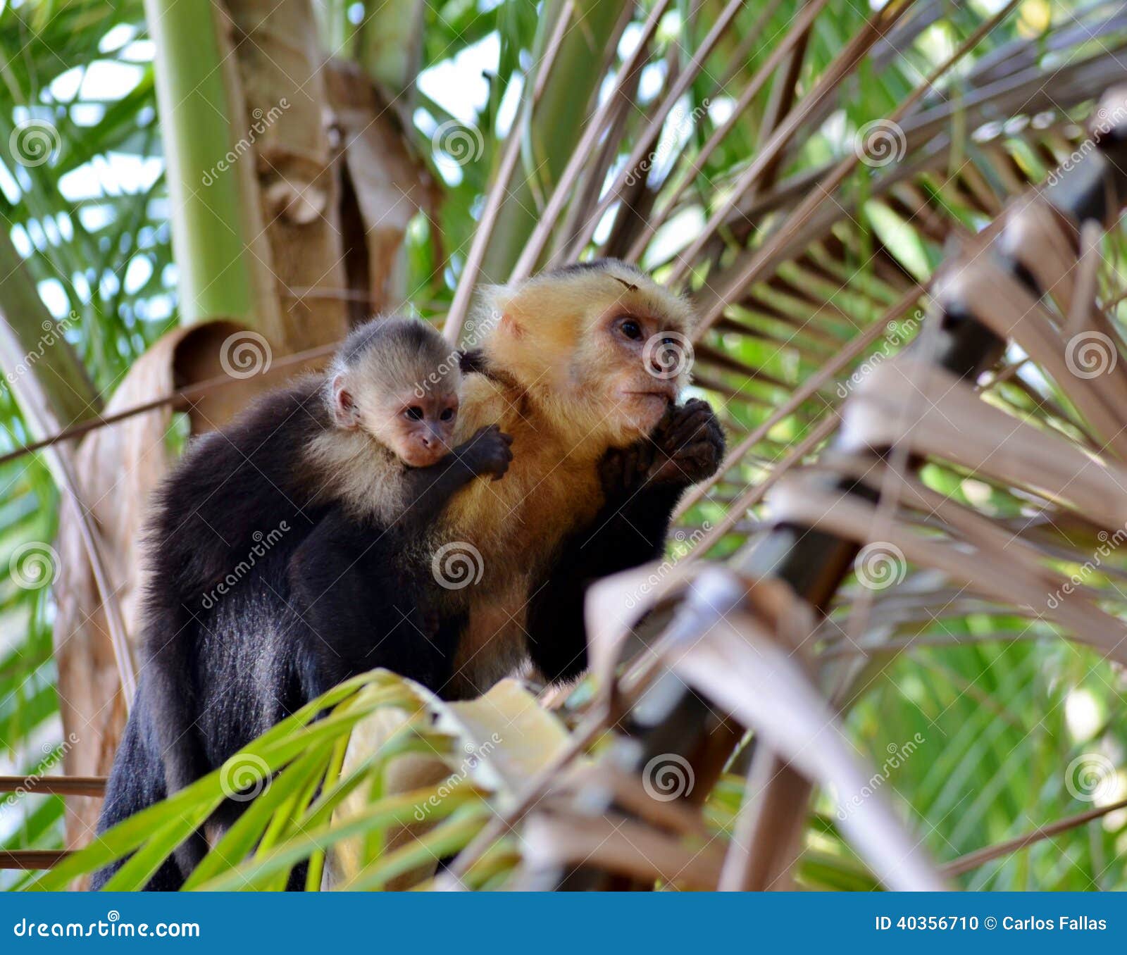 19,594 Fotos de Stock de Macaco Branco Da Cara - Fotos de Stock