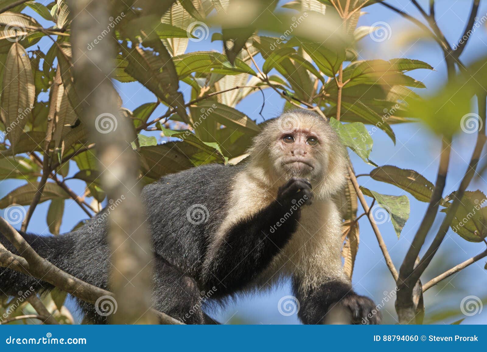 19,594 Fotos de Stock de Macaco Branco Da Cara - Fotos de Stock Gratuitas e  Sem Fidelização a partir da Dreamstime