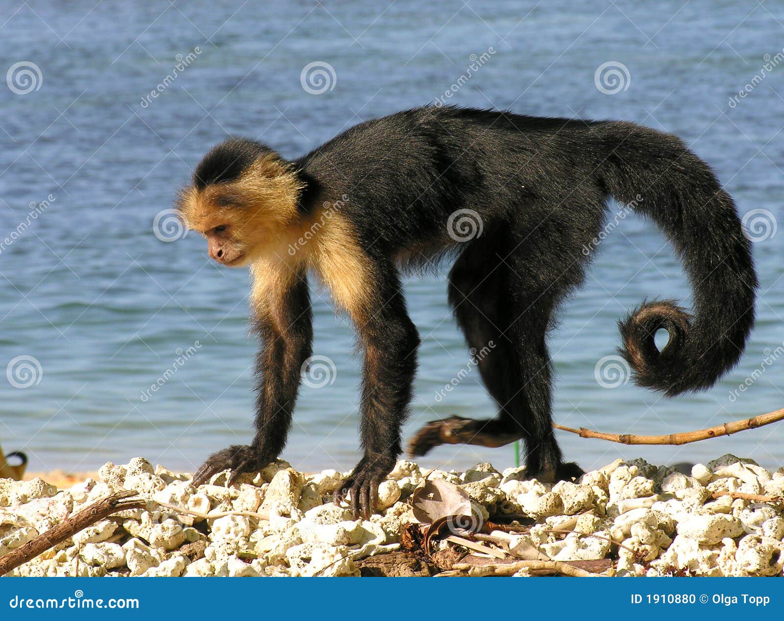 19,594 Fotos de Stock de Macaco Branco Da Cara - Fotos de Stock