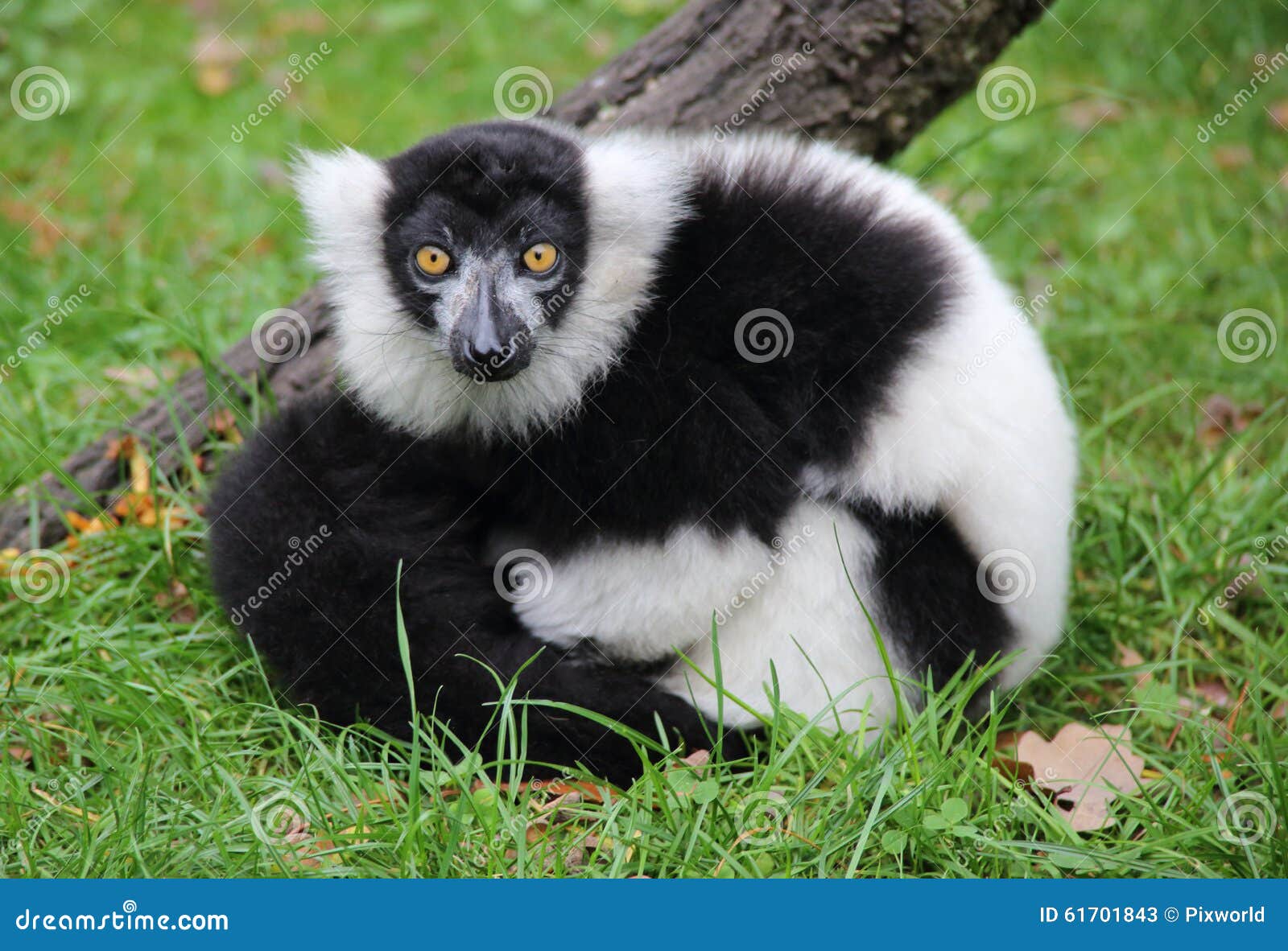 macaco branco e preto em close-up fotografia - puzzle online