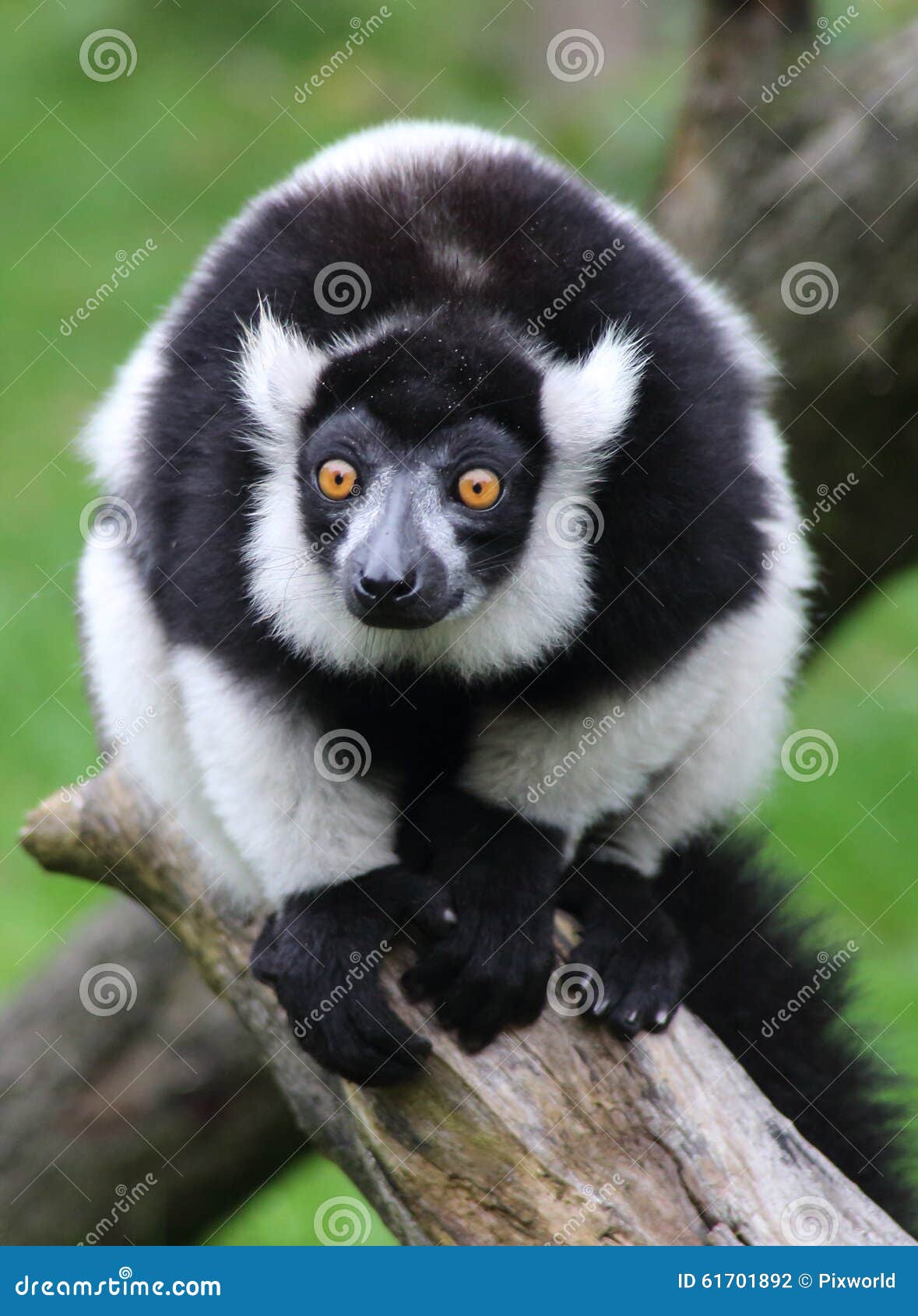 Macaco Branco E Preto Em Fundo Preto · Foto profissional gratuita