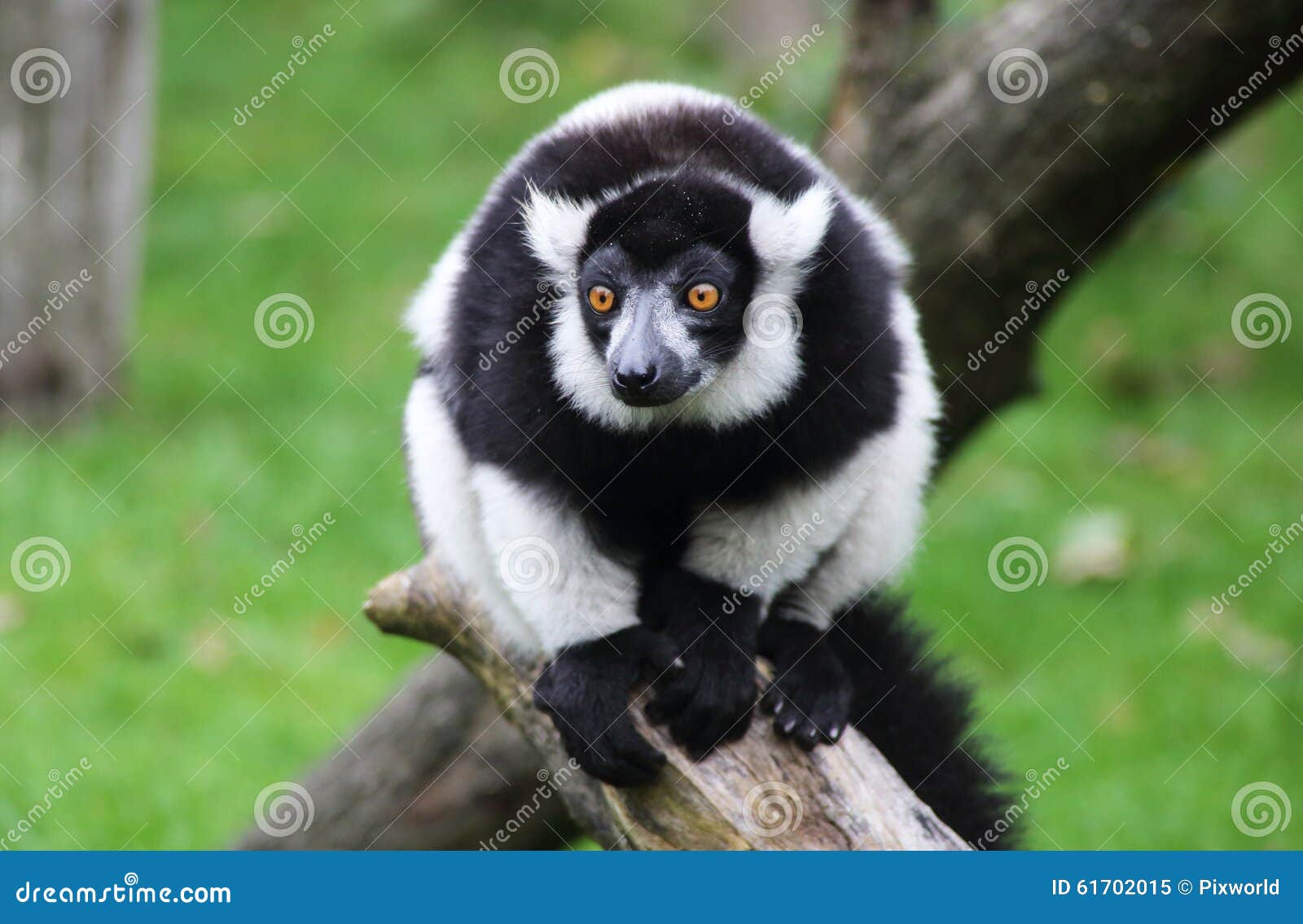 macaco branco e preto em close-up fotografia - puzzle online