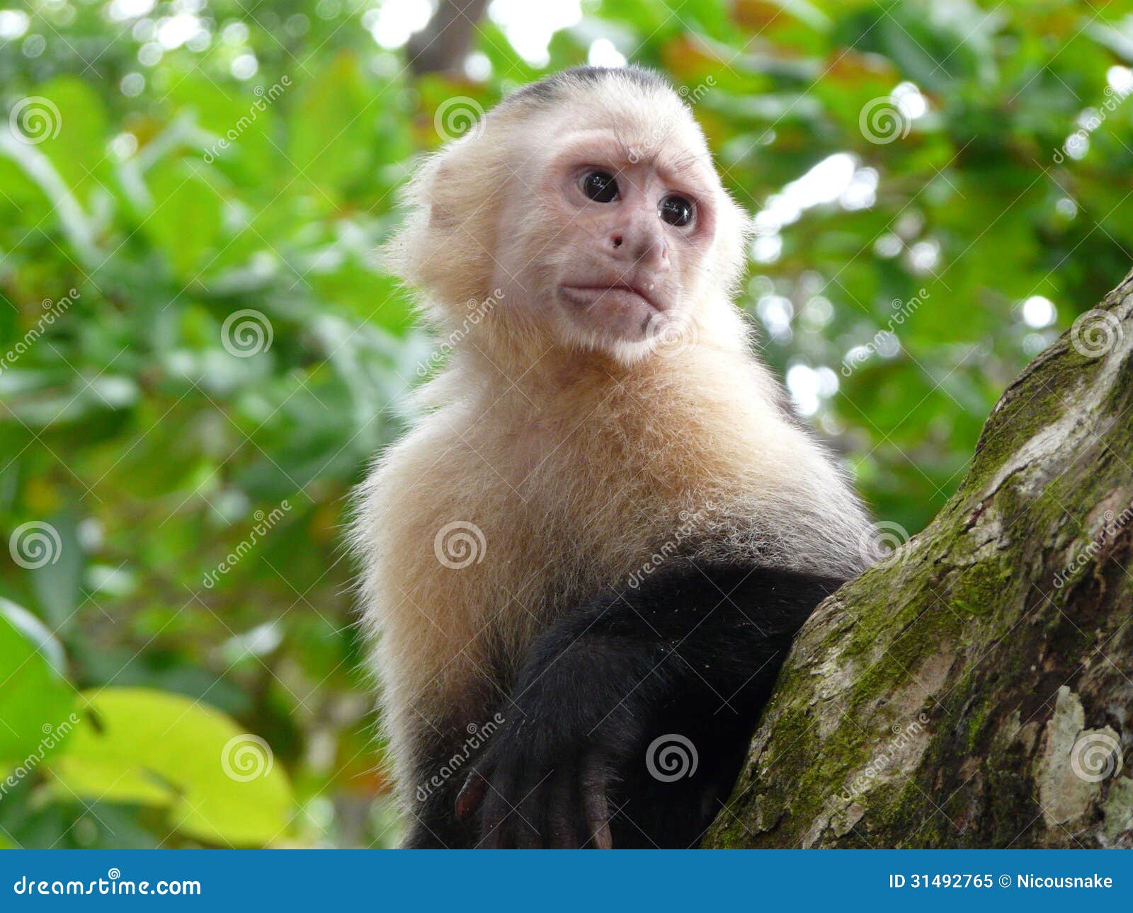 Macaco Branco-enfrentado Do Capuchin Imagem de Stock - Imagem de queimado,  primata: 31492765