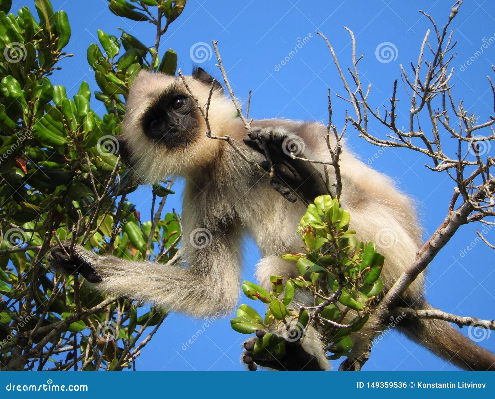 Foto Macaco branco e preto na grama verde durante o dia – Imagem