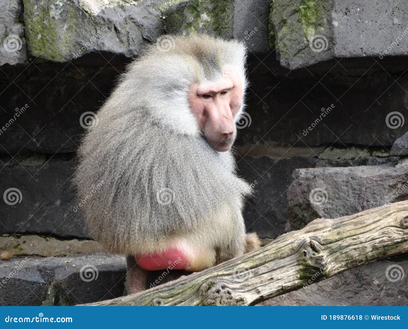 Um pequeno macaco branco sentado em uma superfície branca