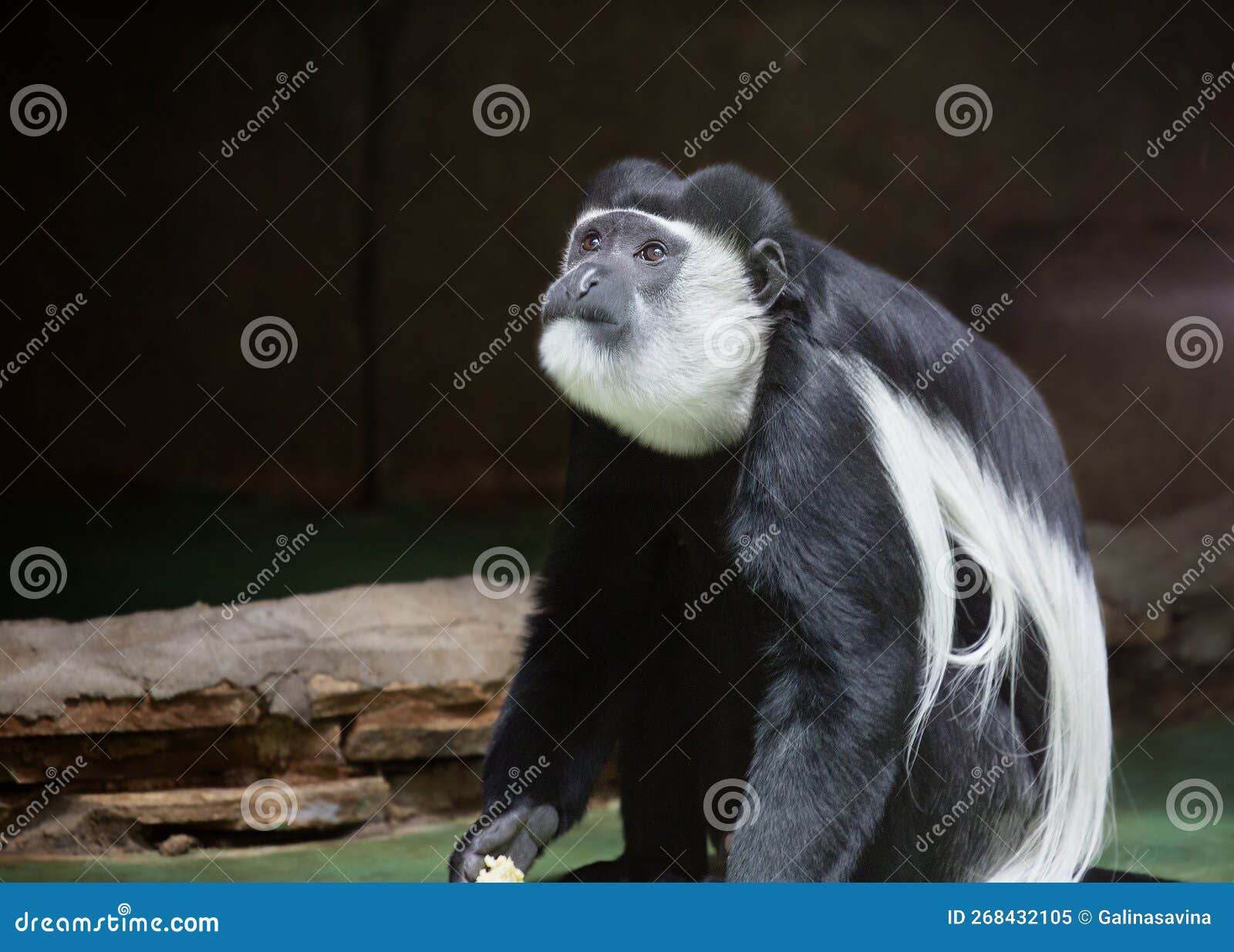 Macaco Branco E Preto Em Fundo Preto · Foto profissional gratuita