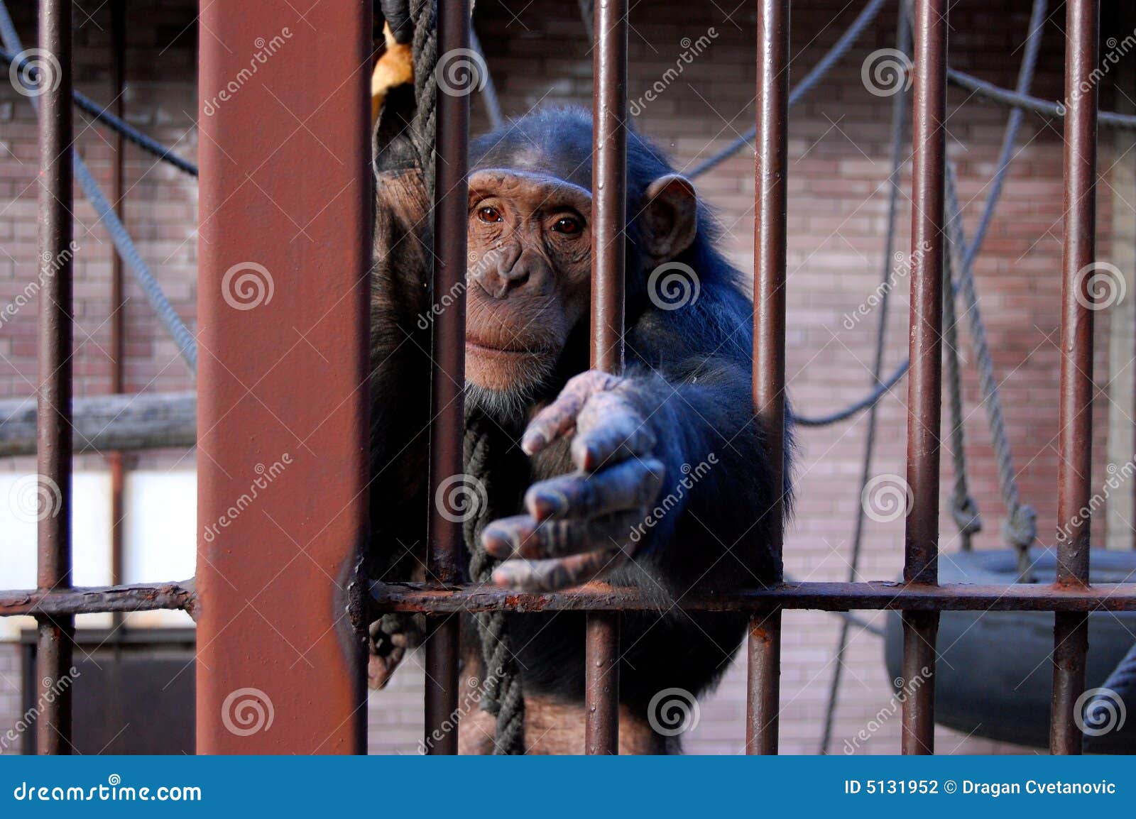 Macaco, Chimpanzé, Alcangando Foto de Stock - Imagem de ambiental,  irritado: 5131952