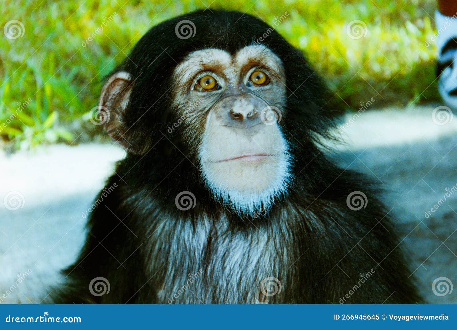 Macaco Chimpanzé Armado Olhando Para Cima Imagem de Stock - Imagem de  olhar, macaco: 266945645