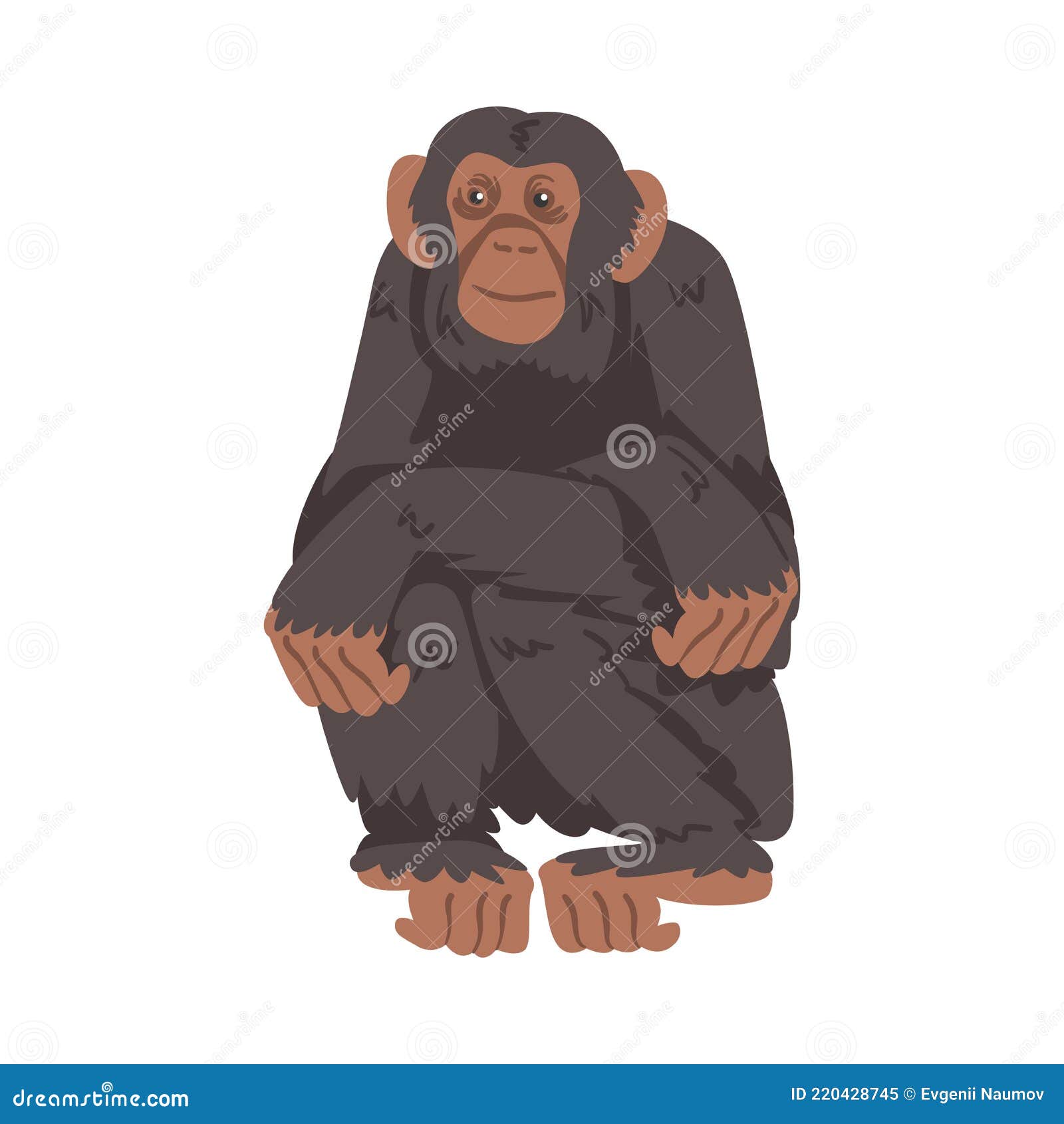 Macaco Chimpanzé Como Grande Espécie Macaca Nativa Da áfrica Tropical  Ilustração Vetorial Ilustração do Vetor - Ilustração de espécie, chimpanzé:  220428745