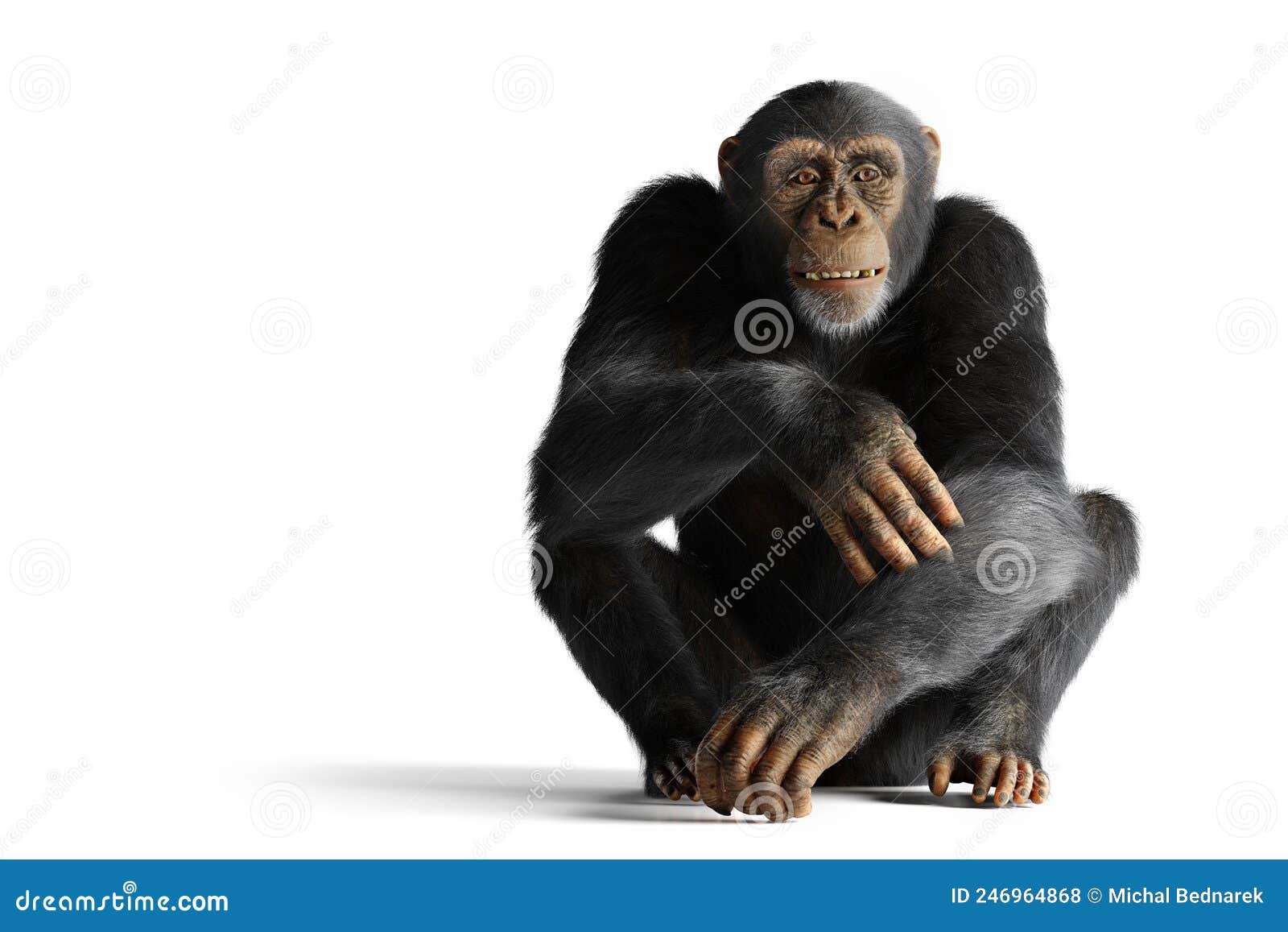 Macaco Chimpanzé Isolado Em Branco Foto de Stock - Imagem de tiro, isolado:  246964868