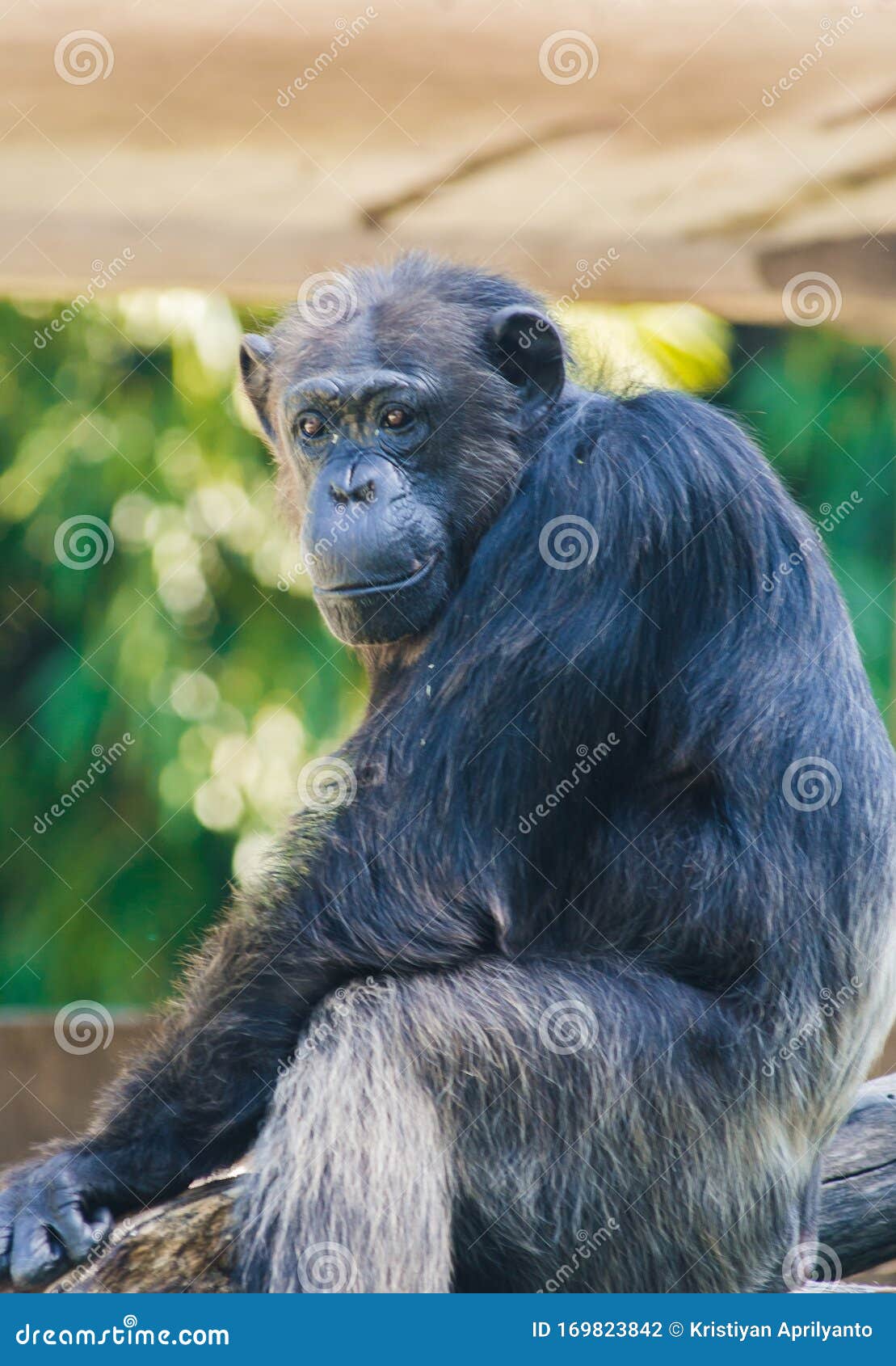 Macaco Chimpanzé a Remexer Num Ramo De árvore Gembira Loka Zoo Yogyakarta  Indonesia Foto de Stock - Imagem de animais, chimpanzé: 169823842