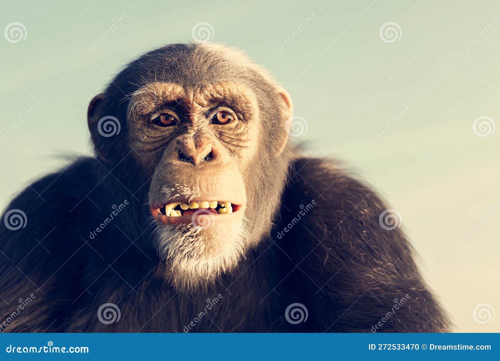 Macaco Chimpanzé Retrato Ao Ar Livre Foto de Stock - Imagem de dentes,  animal: 272533470