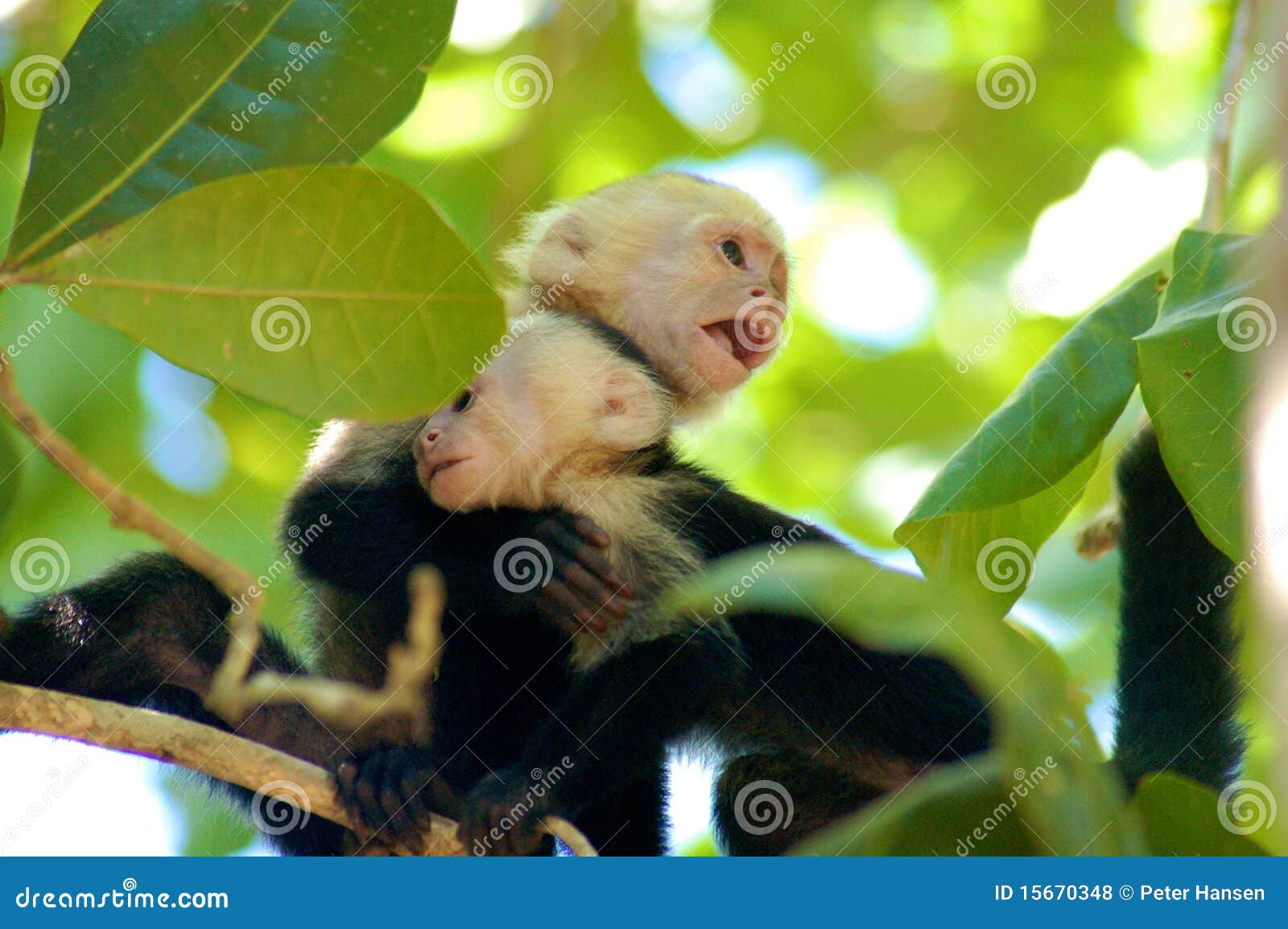 Retrato Fofo Do Macaco Bebê Foto de Stock - Imagem de naturalizado,  aventura: 187888230