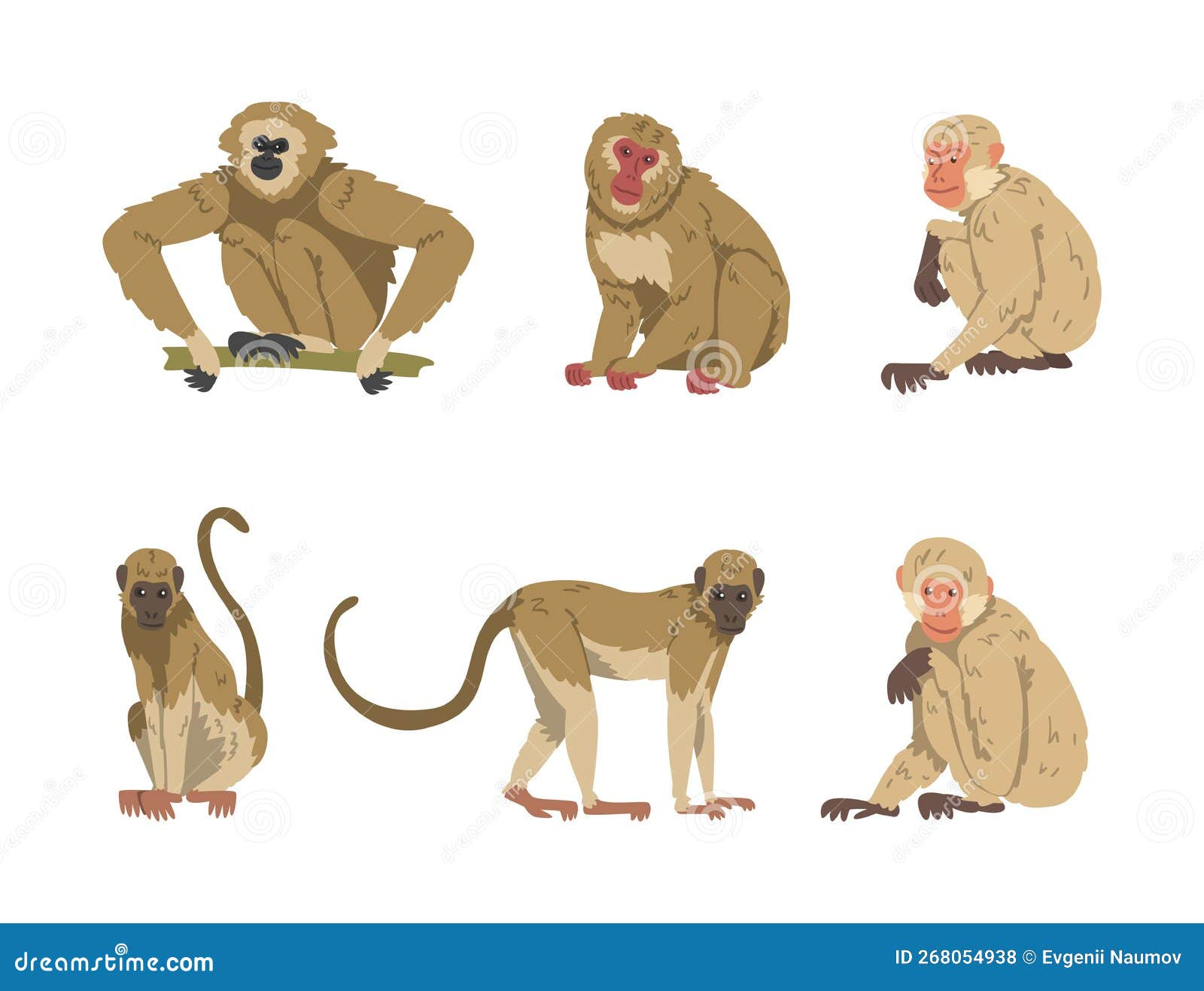 Macaco Macaco Primata, macaco, mamífero, animais png