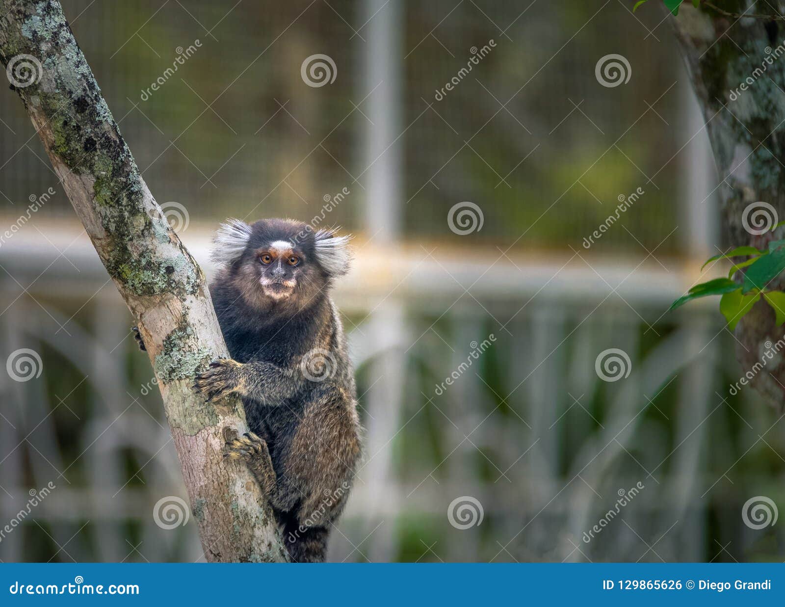 Sagui de tufo branco callithrix jacchus pequeno macaco que habita as  florestas brasileiras