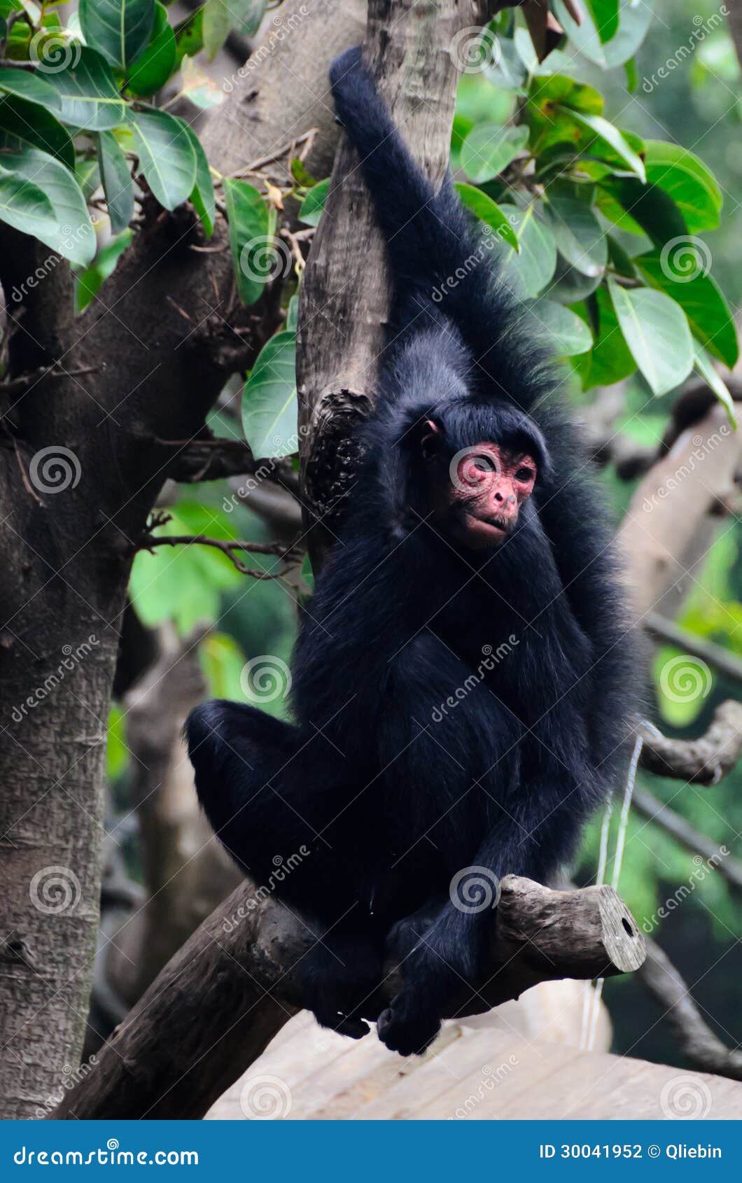 Macaco Chimpanzé No Ramo Do Perfil Foto de Stock - Imagem de endangered,  floresta: 183050238