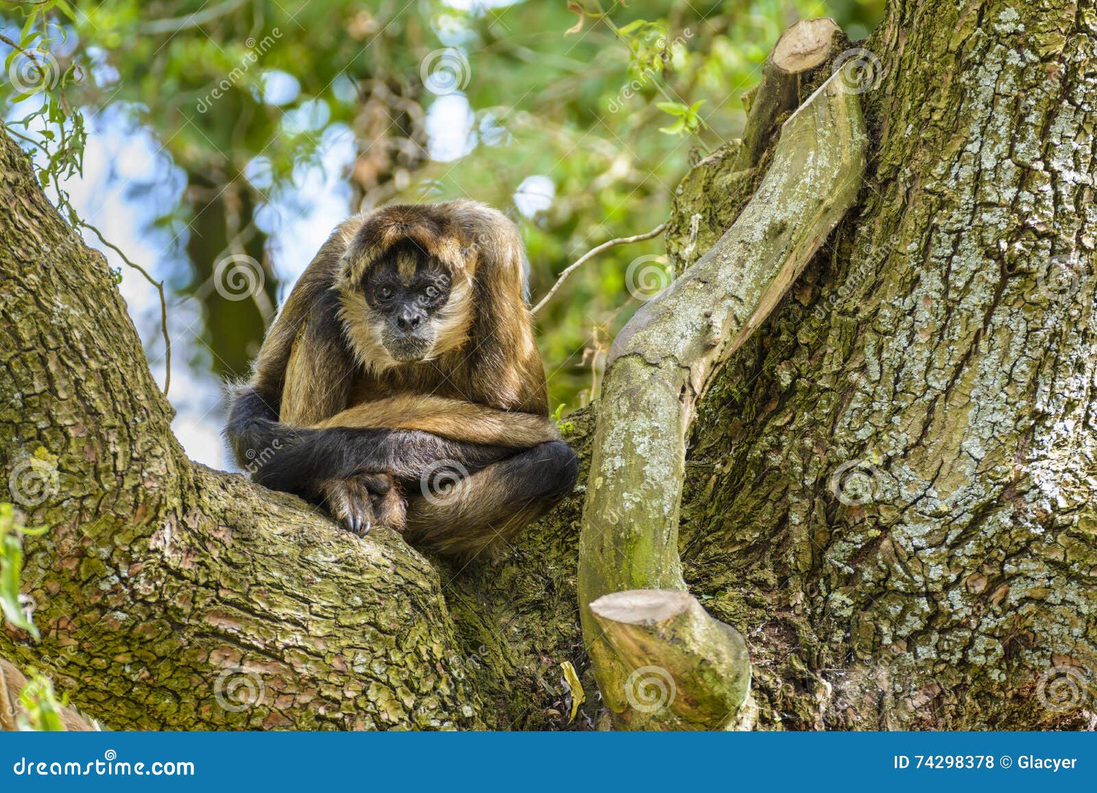 Macaco-aranha-de-geoffroy Fotografia, Fotos