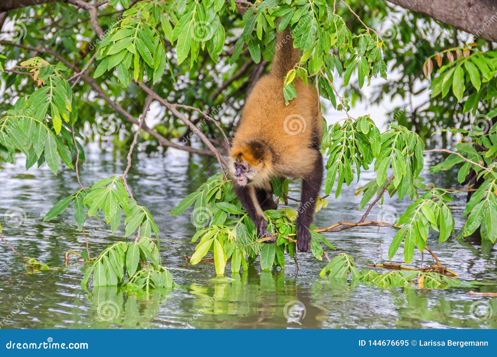 Macaco-aranha-de-geoffroy Fotografia, Fotos