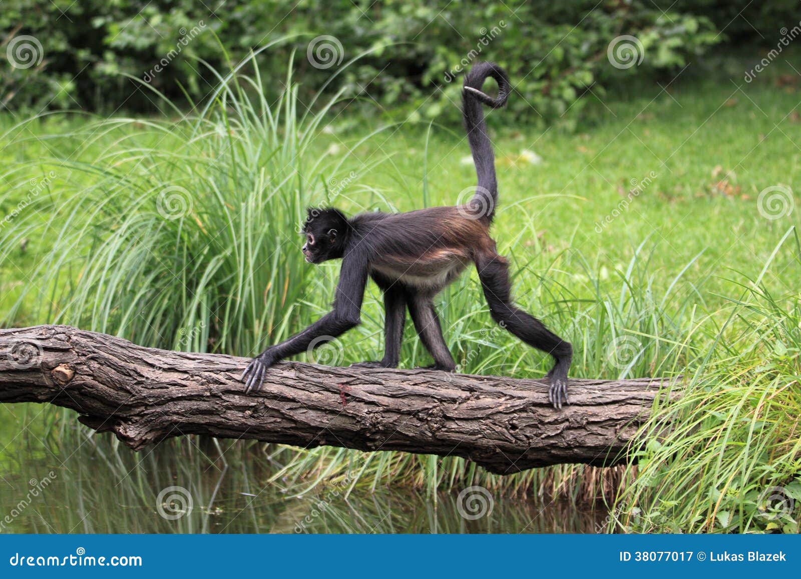 Macaco Aranha - Fotografias e Filmes do Acervo - Getty Images