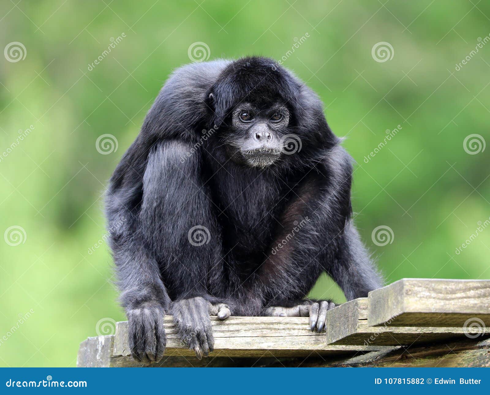 Foto De Stock Macaco-Aranha Preto, Royalty-Free