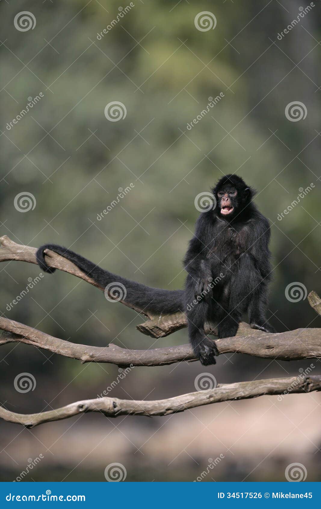 Foto De Stock Macaco-Aranha Preto, Royalty-Free