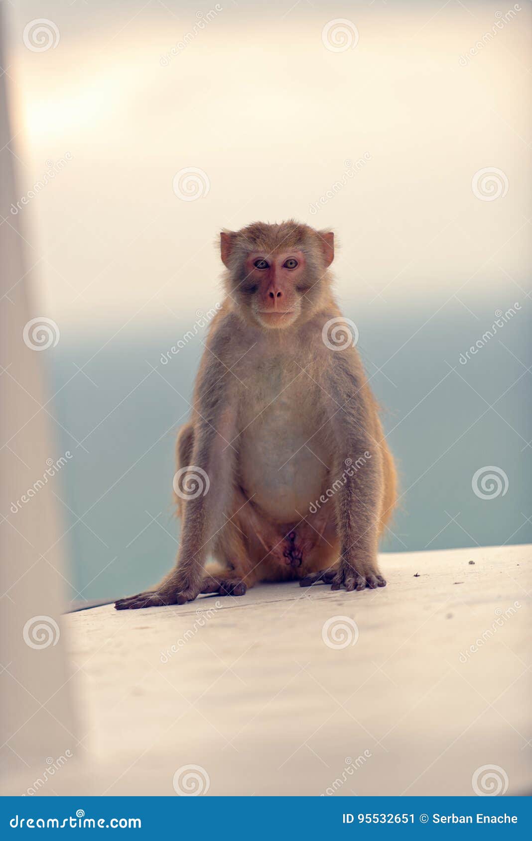 Macaco Chimpanzé No Ramo Do Perfil Foto de Stock - Imagem de endangered,  floresta: 183050238