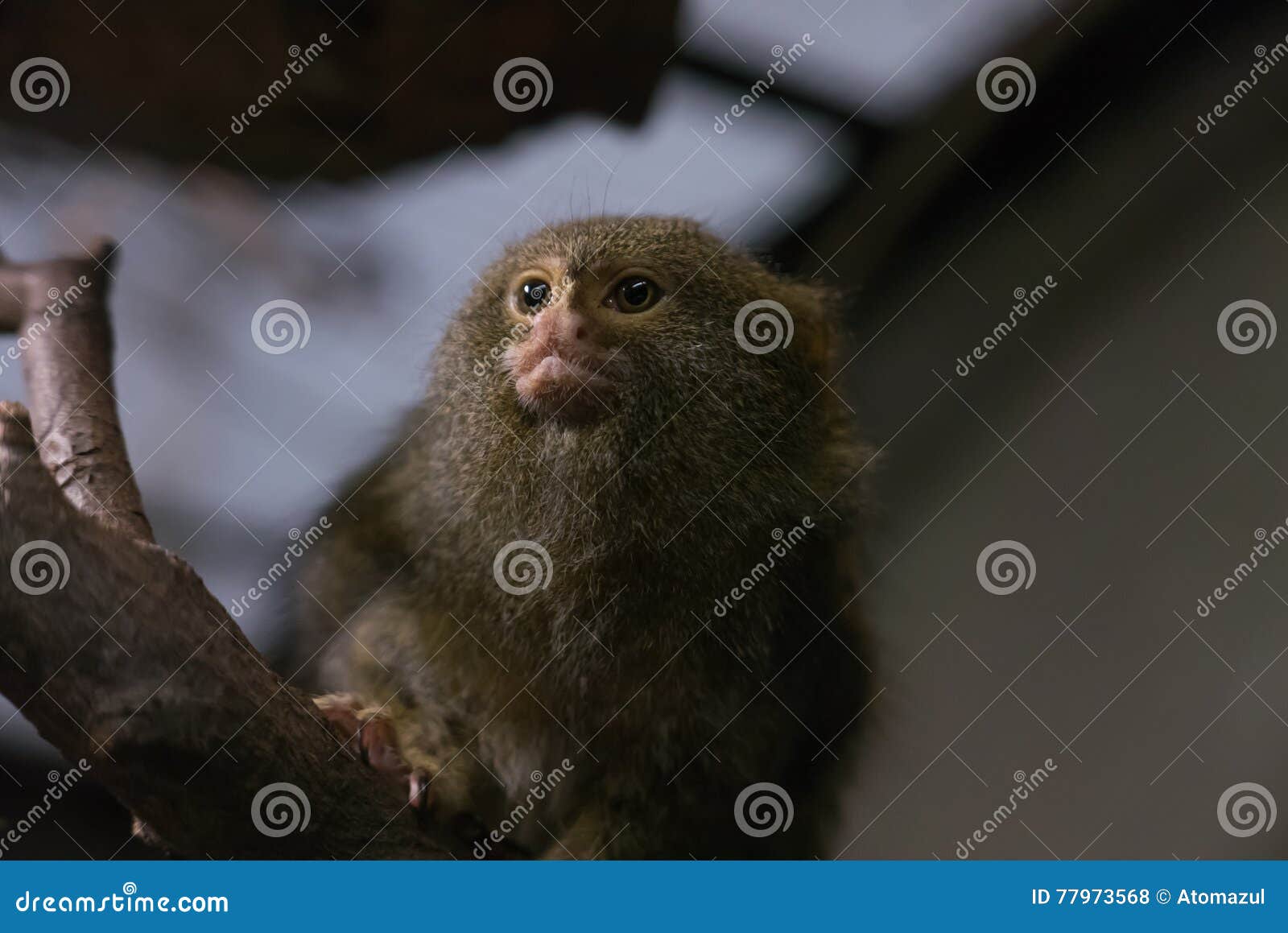 Menor macaco do mundo vive na Amazônia: conheça o sagui-pigmeu - Portal  Amazônia