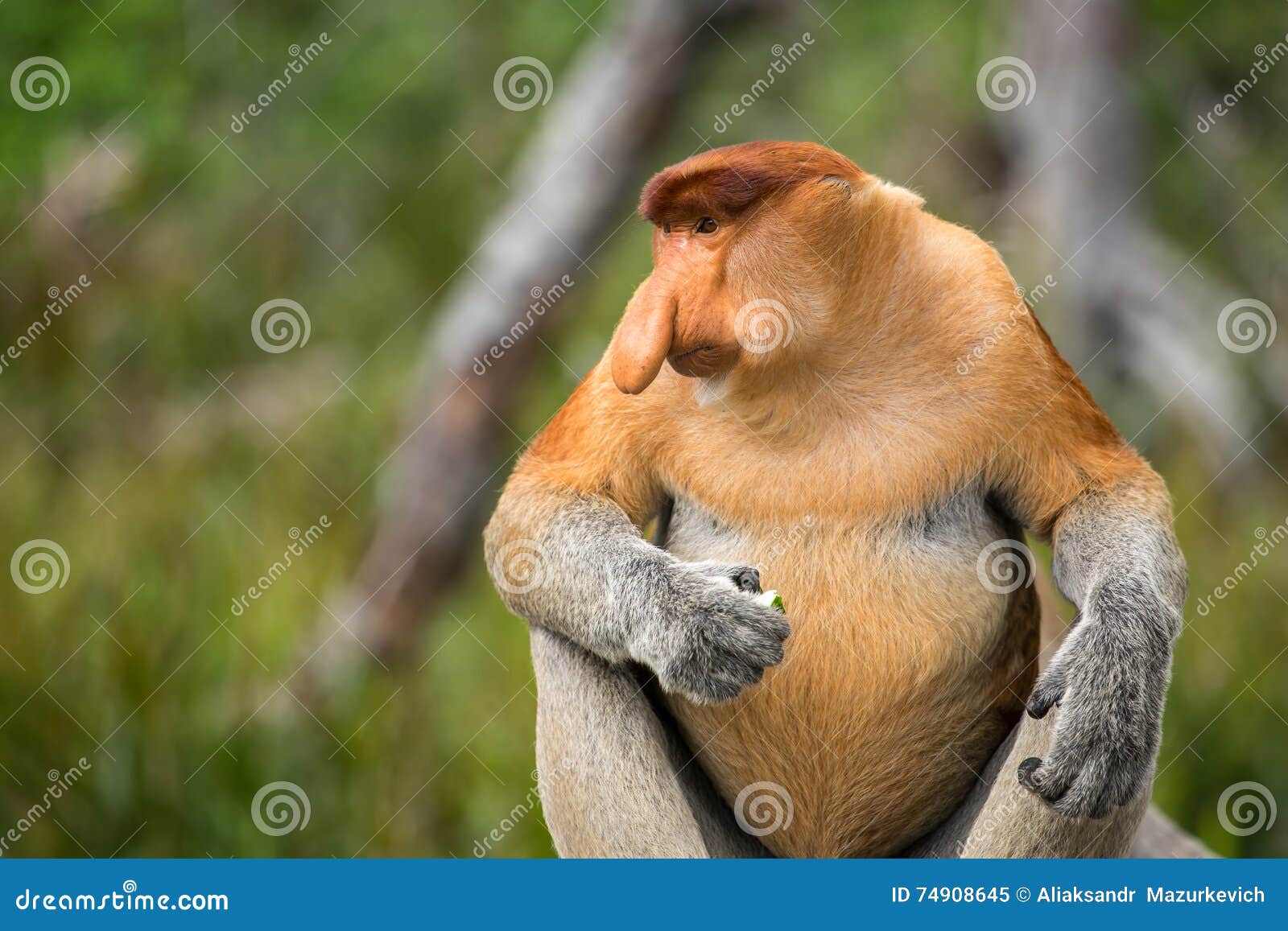 Macacos engraçados foto de stock. Imagem de quente, fofofo - 66052914