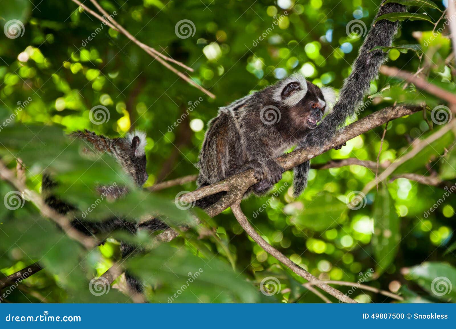 Macaco Sagui Na Floresta Tropical Do Rio De Janeiro Foto de Stock - Imagem  de habitat, exterior: 255482272