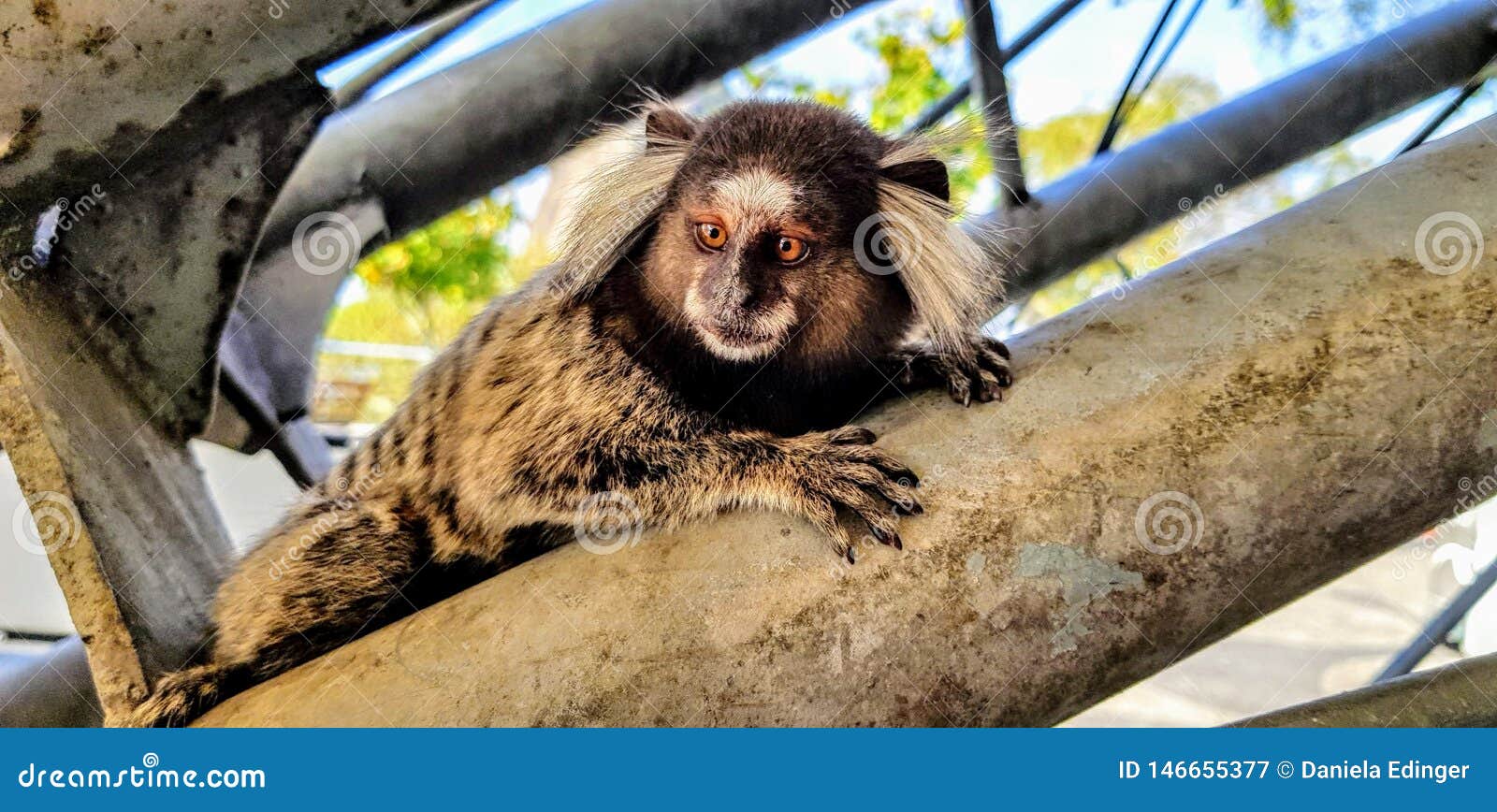 Bebê Branco-dirigido Do Sagui Foto de Stock - Imagem de macaco