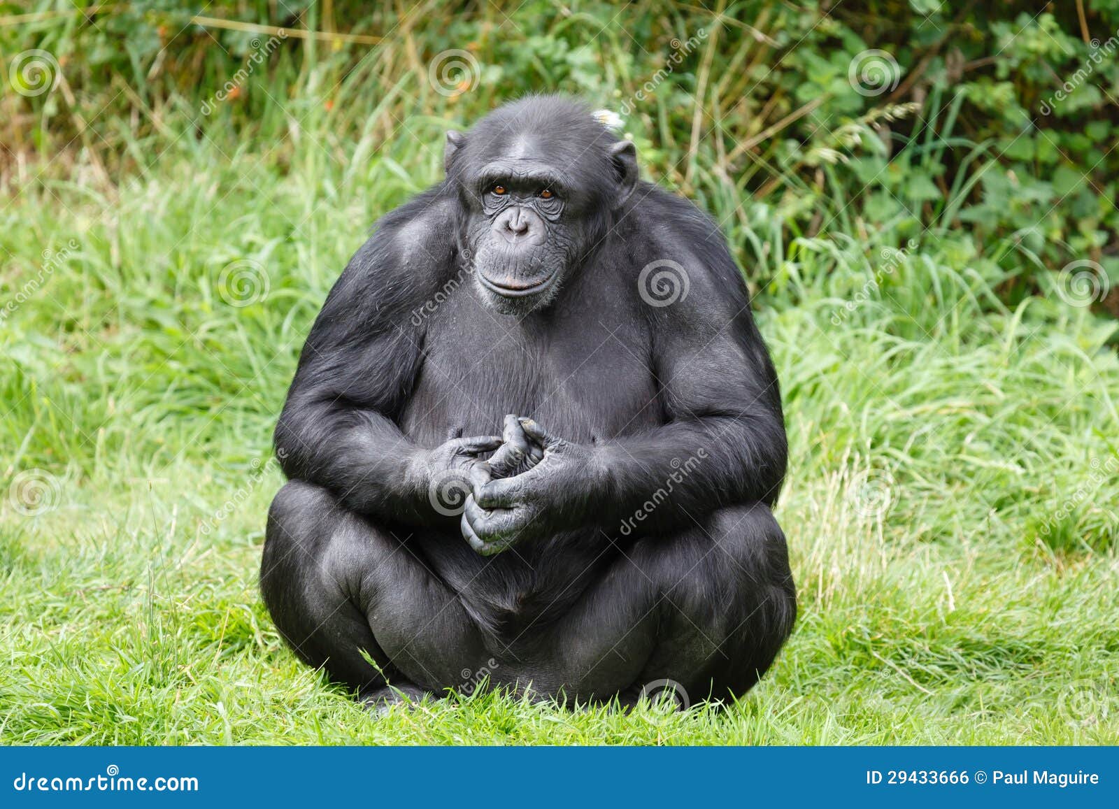 Macaco do chimpanzé foto de stock. Imagem de chimpanzés - 29433666