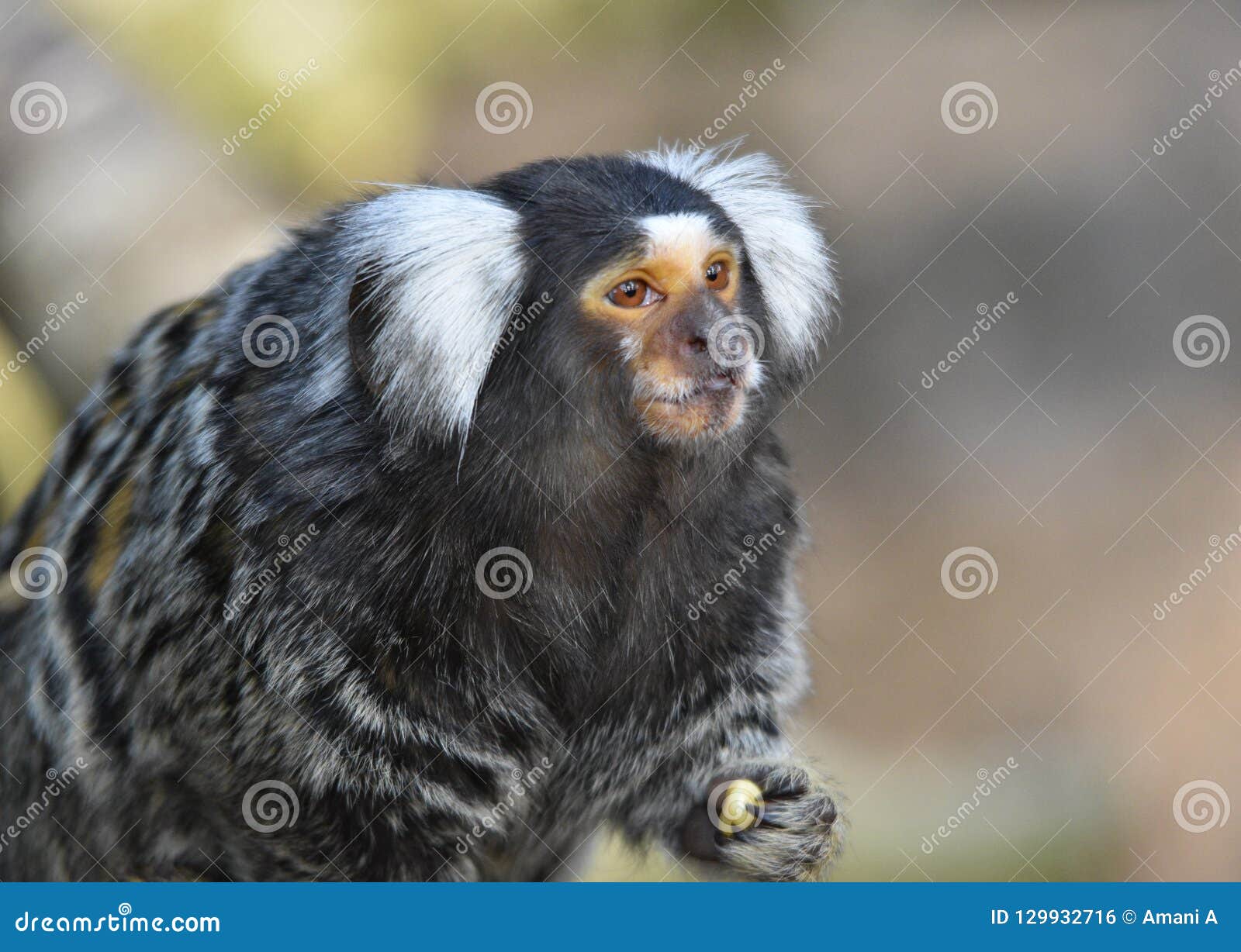 Bebê Branco-dirigido Do Sagui Foto de Stock - Imagem de macaco