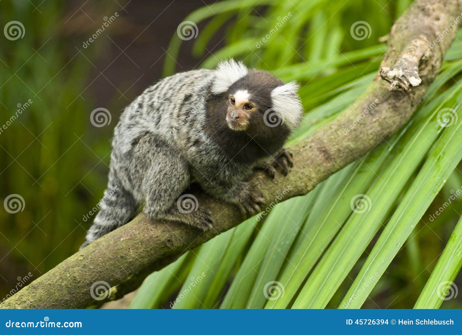 Macaco Sagui, Stock image