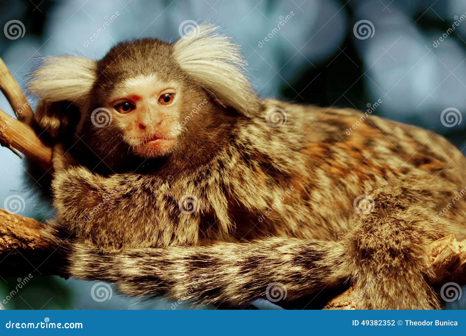 Macaco Sagui, Stock image