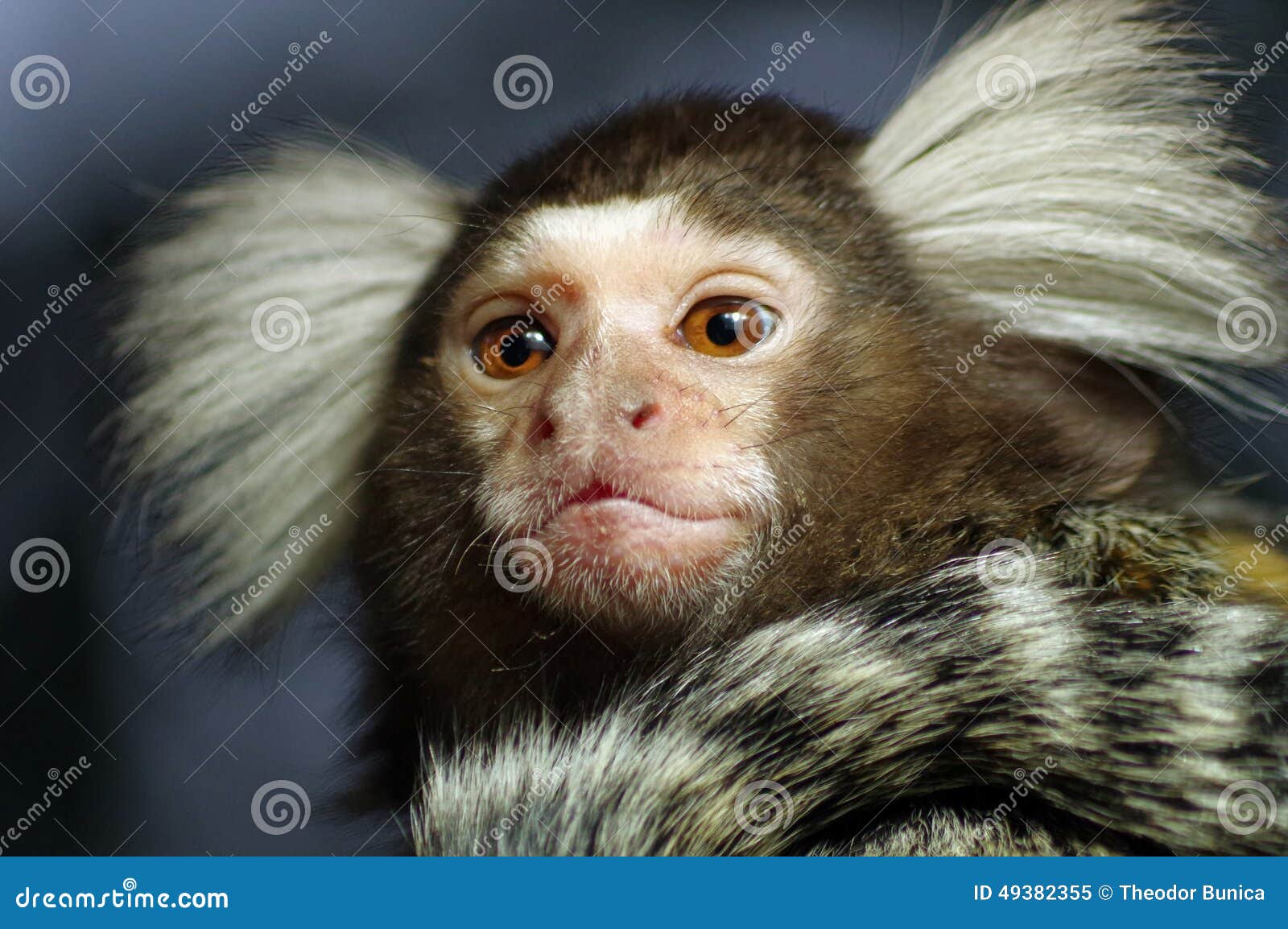 Foto de Sagüidemacaco e mais fotos de stock de Sagui - Sagui, Paraguai,  Animal selvagem - iStock