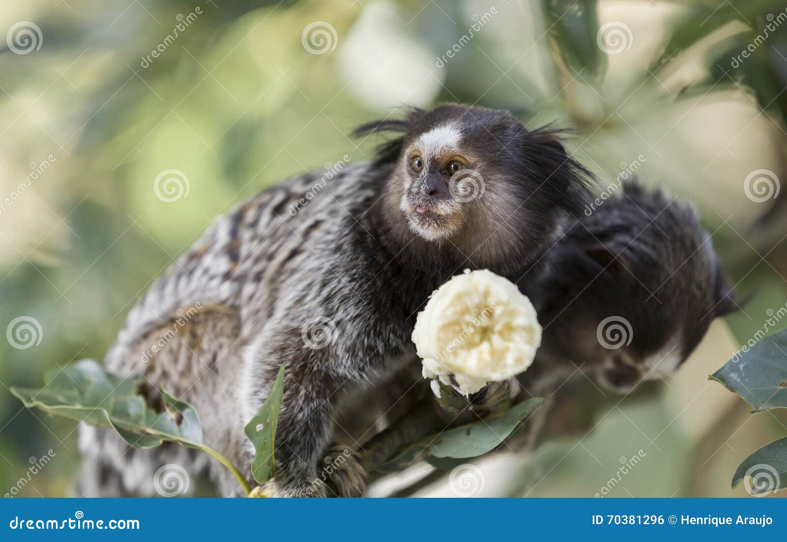 Macaco sagui Fotos de Stock, Macaco sagui Imagens sem royalties