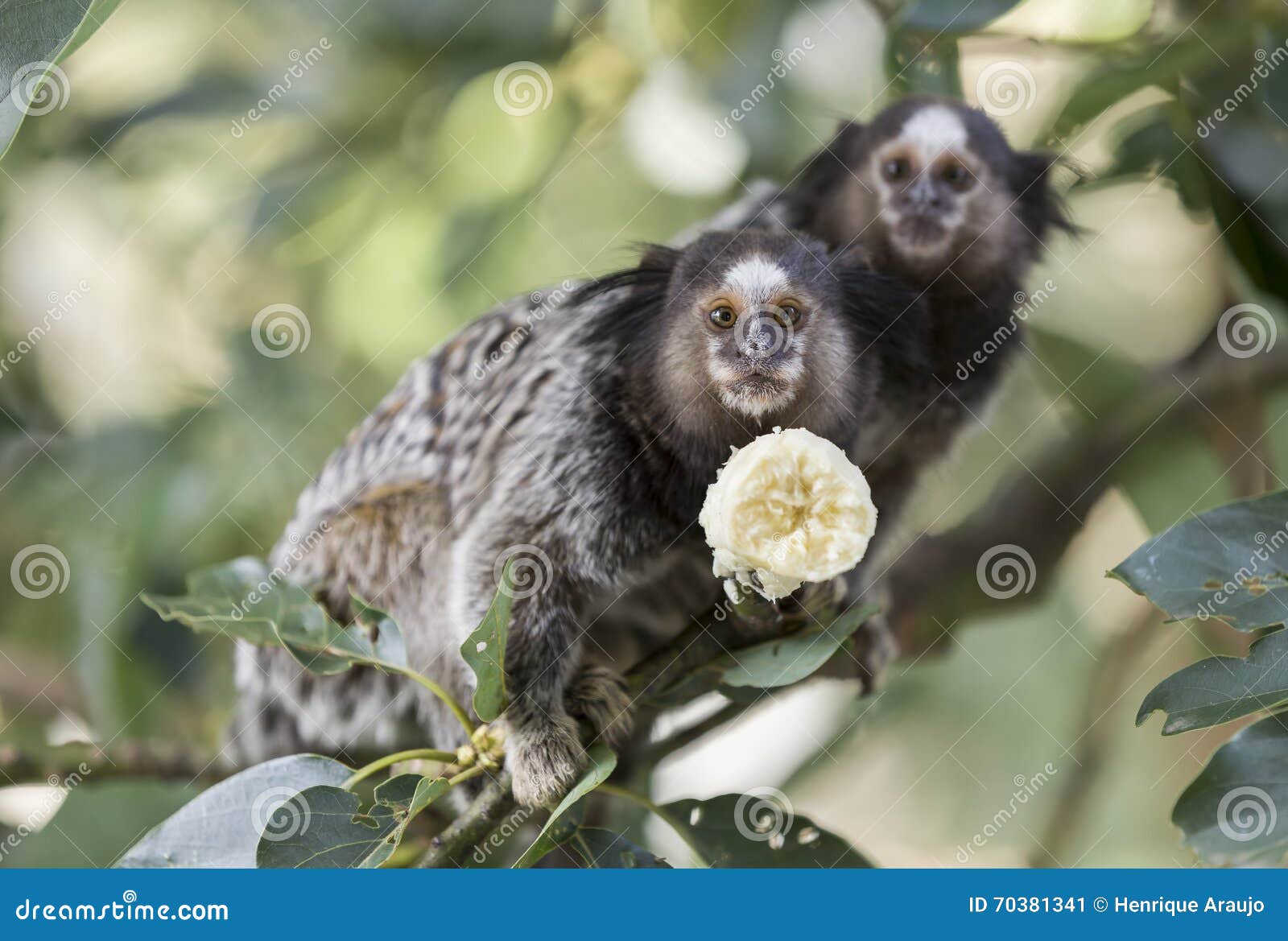 Saguicomum Oupequenodetufobranco Novo Mundo Macaco - Fotografias de stock e  mais imagens de Saguim - iStock