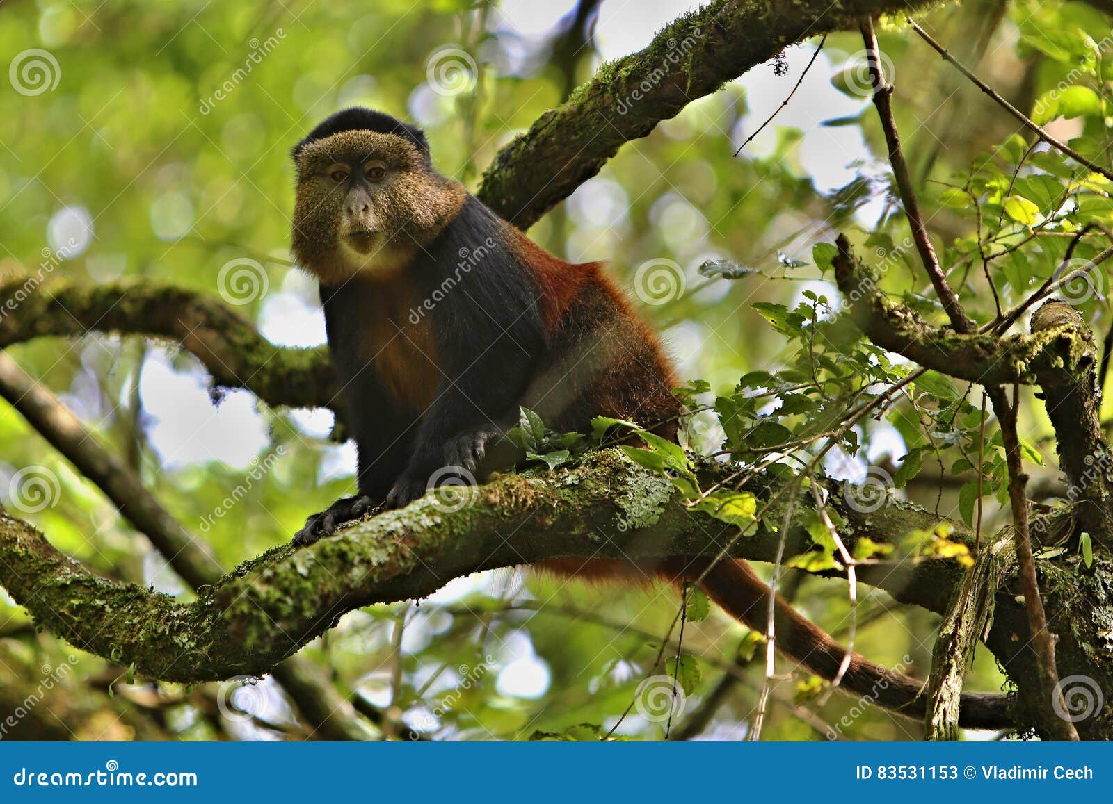 Macaco sagüi em uma árvore na natureza