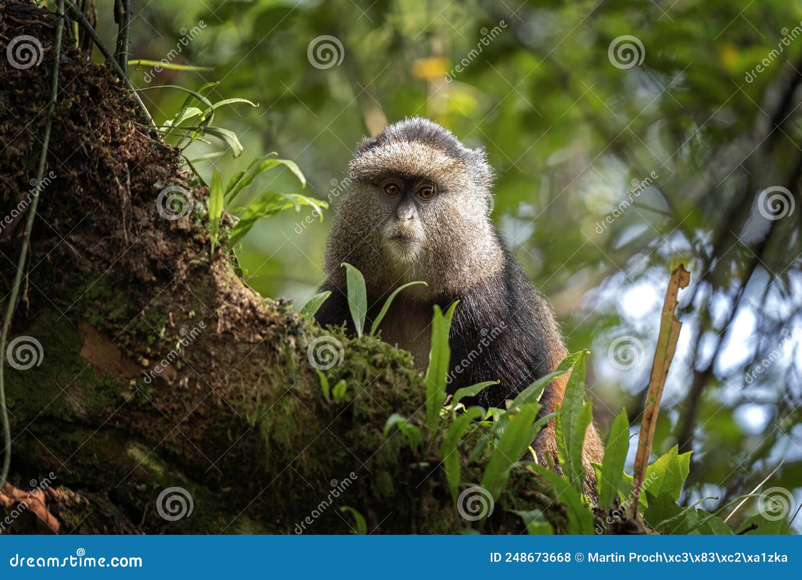 Retrato de um macaco chimpanzé vista aproximada