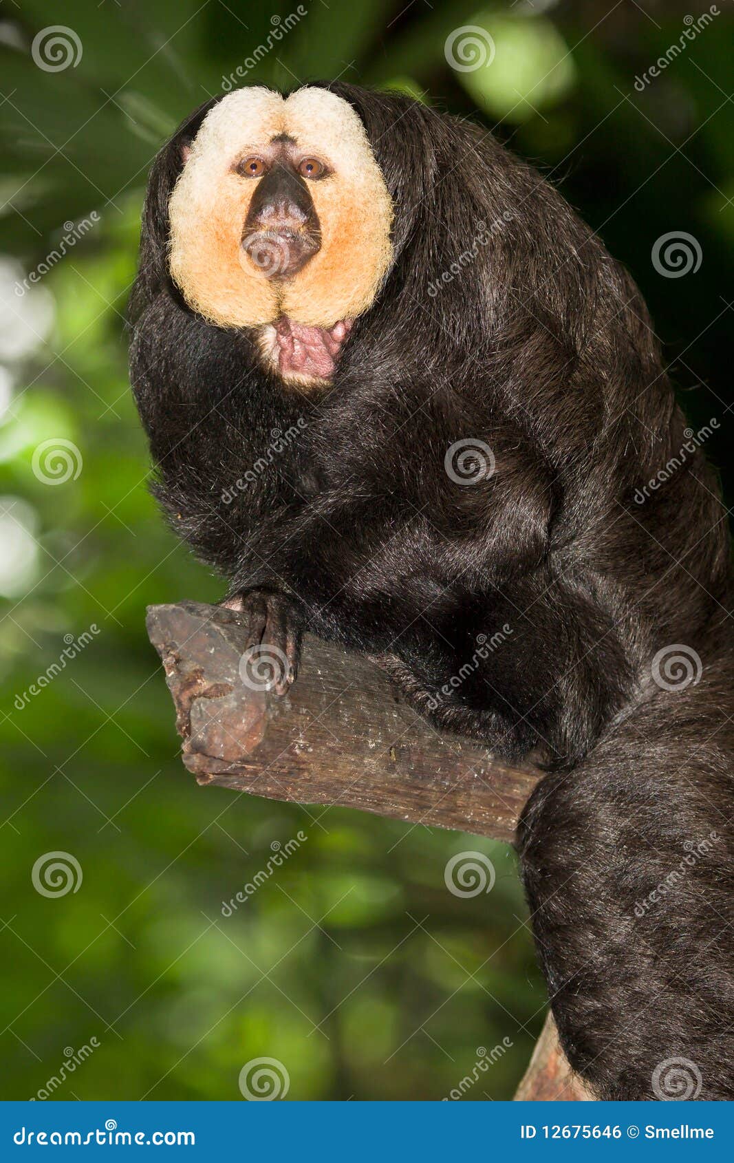 275 Fotos de Stock de Macaco Feio - Fotos de Stock Gratuitas e Sem  Fidelização a partir da Dreamstime