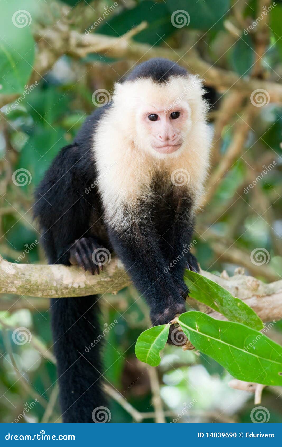 Macaco branco imagem de stock. Imagem de mostras, macaco - 90923521