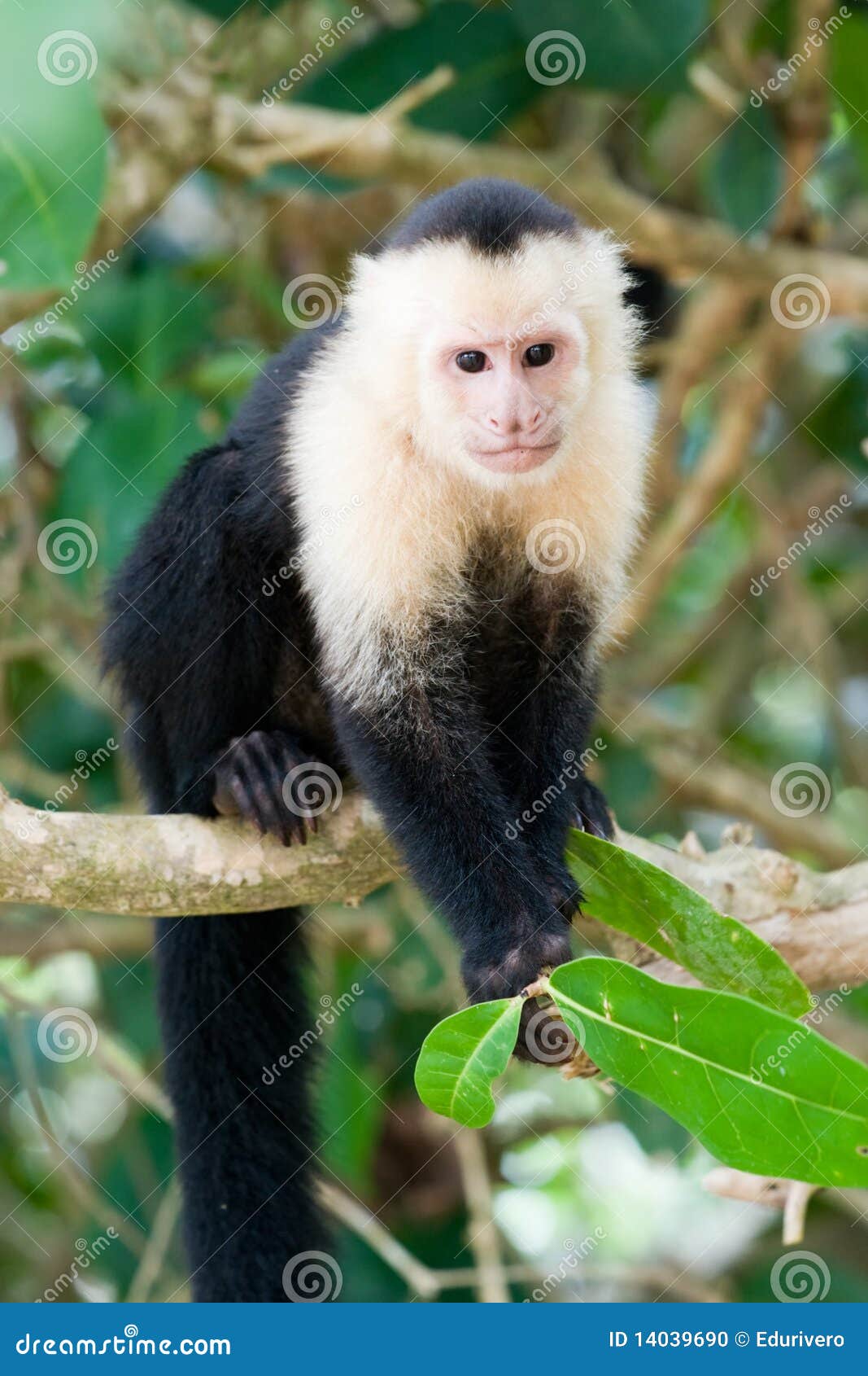 Macaco Branco-enfrentado Do Capuchin Imagem de Stock - Imagem de queimado,  primata: 31492765