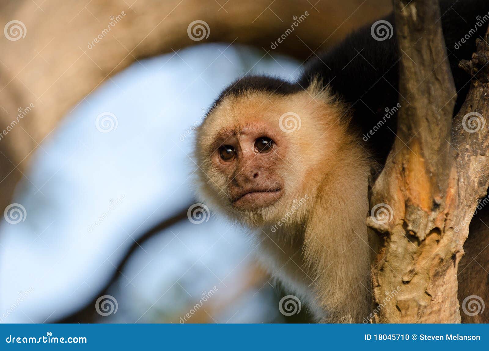 59.600+ Macaco Engraçado fotos de stock, imagens e fotos royalty