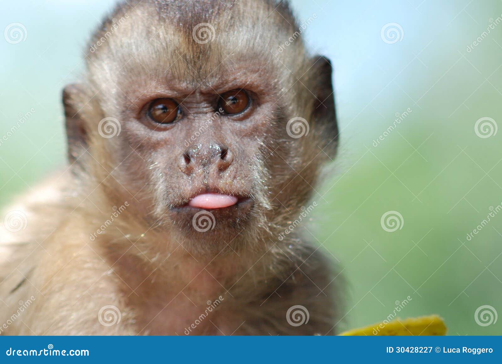 43,750 Fotos de Stock de Macaco Com Cara Engraçada - Fotos de Stock  Gratuitas e Sem Fidelização a partir da Dreamstime