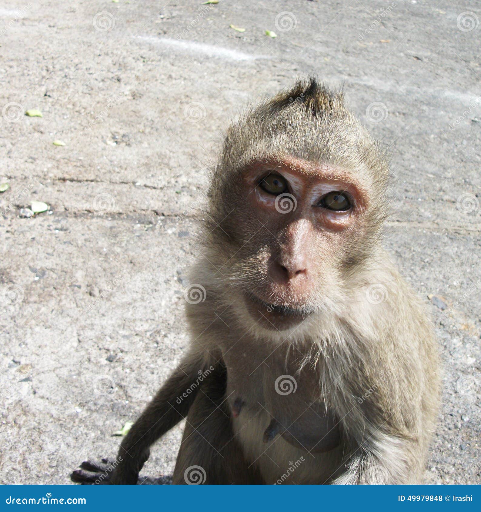 59.600+ Macaco Engraçado fotos de stock, imagens e fotos royalty