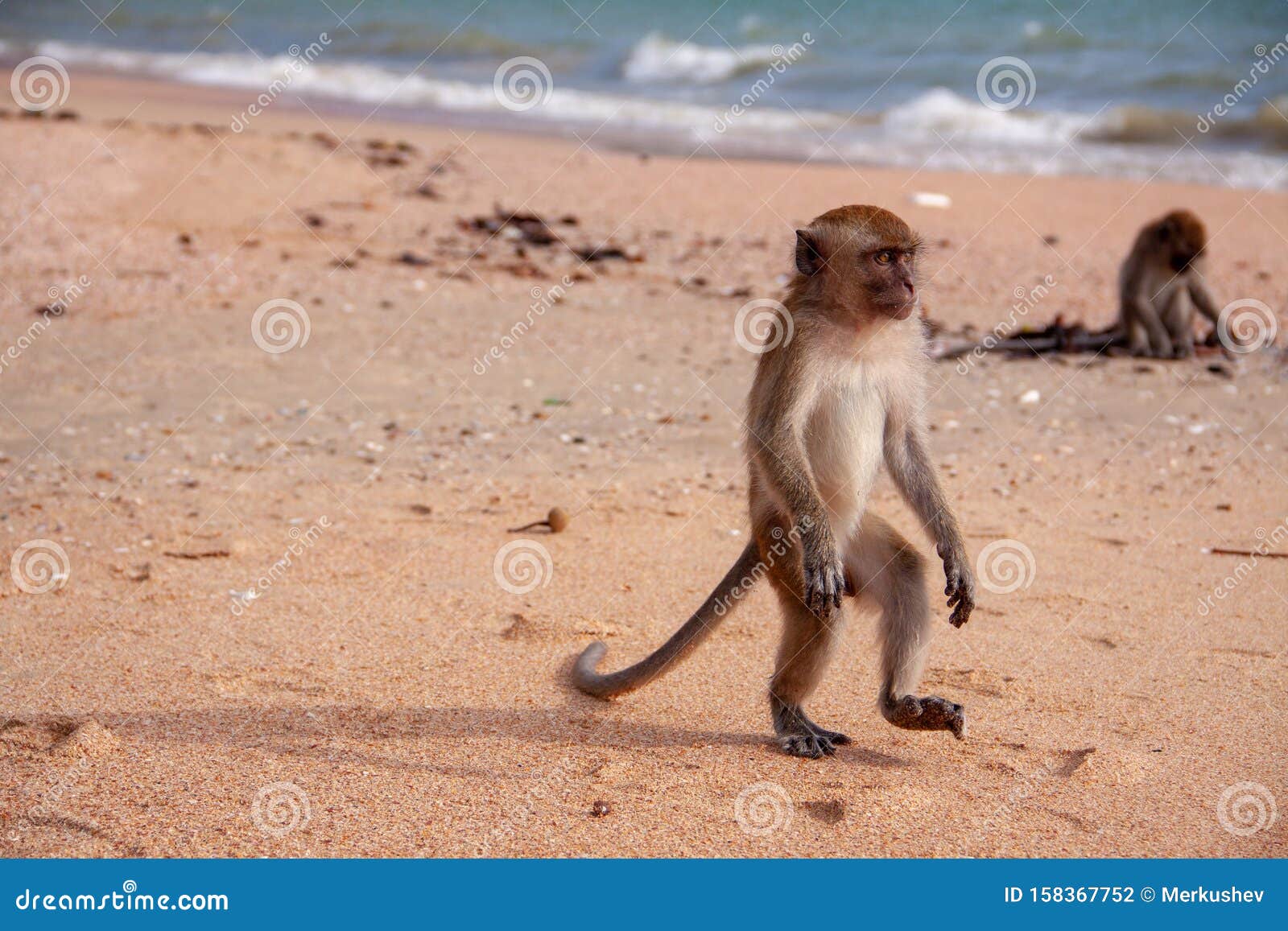 Macaco engraçado na praia